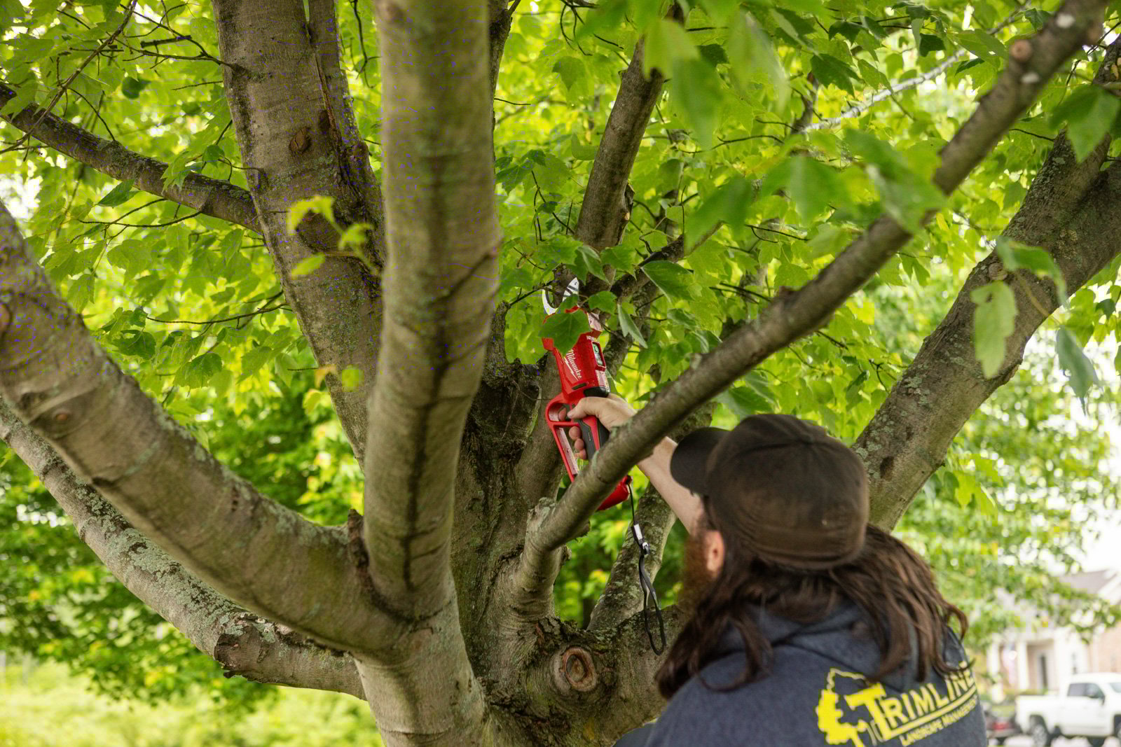 commercial maintenance crew pruning tree branches