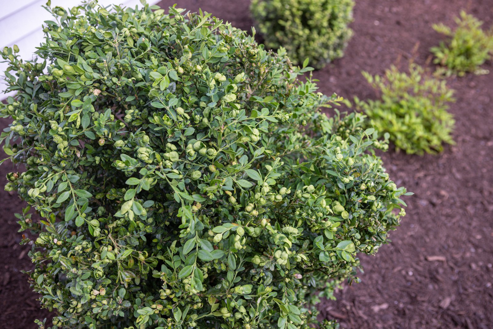 cupping leaves can be a sign of pests in boxwood plants