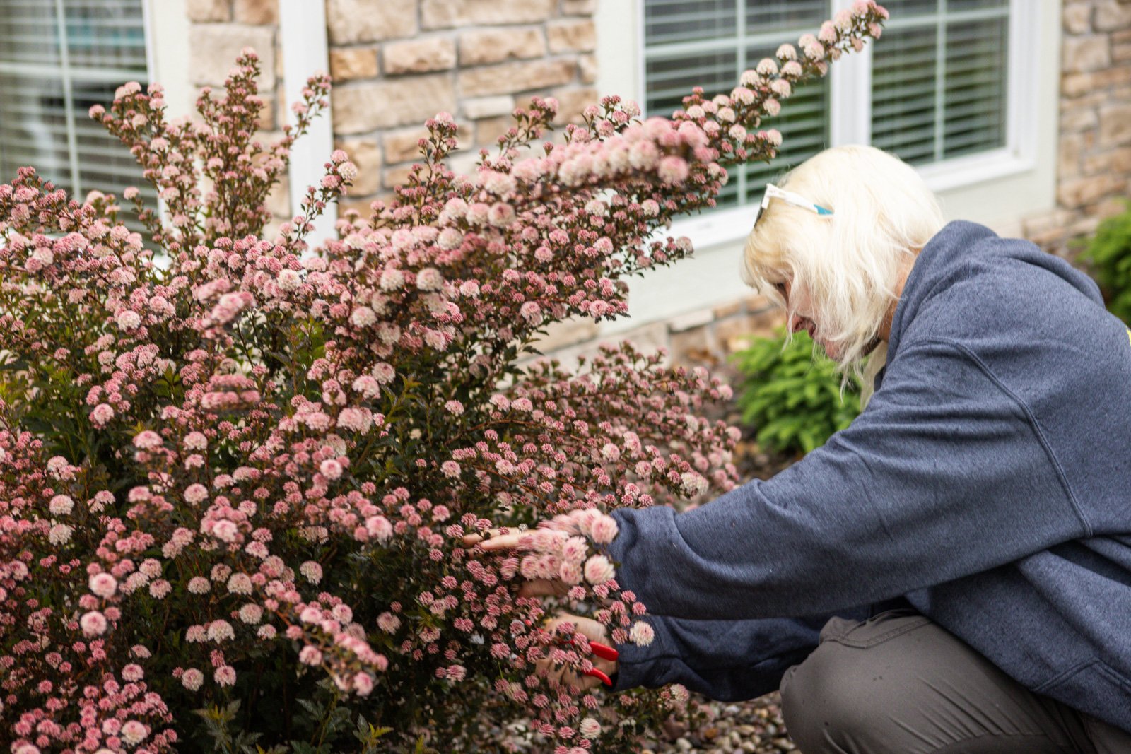 pruning flowering shrubs