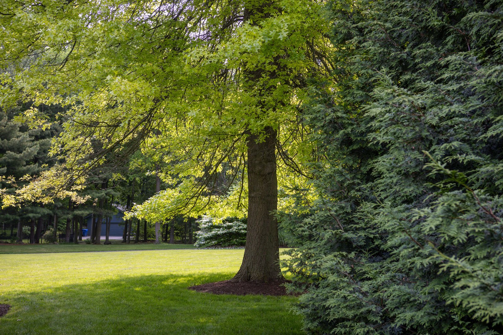 thinning branches or dieback can signal that your plant is experiencing stress