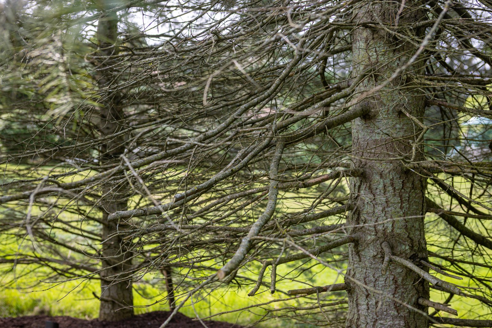 struggling spruce tree dealing with tree disease
