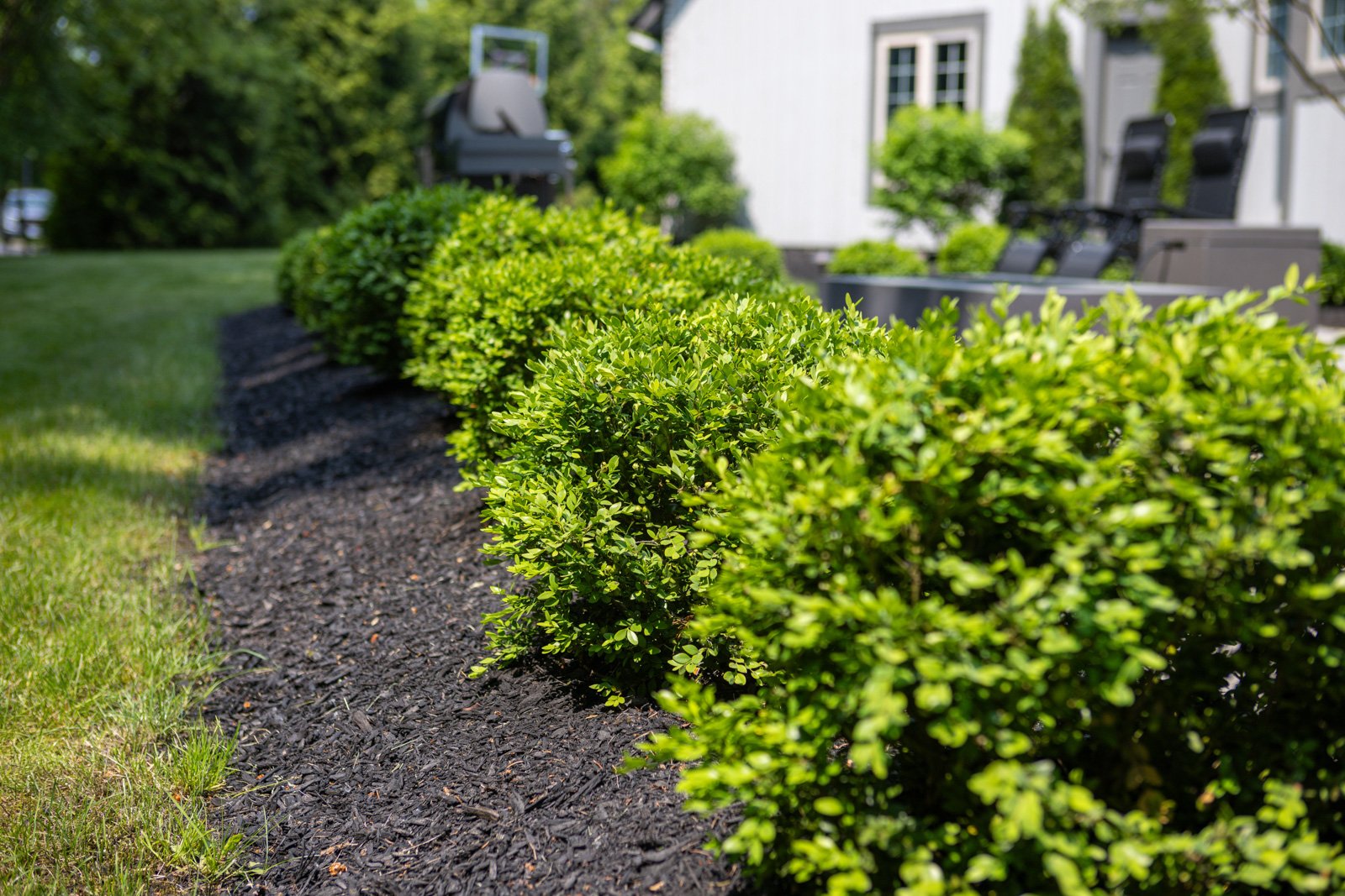 row of healthy boxwood hedges