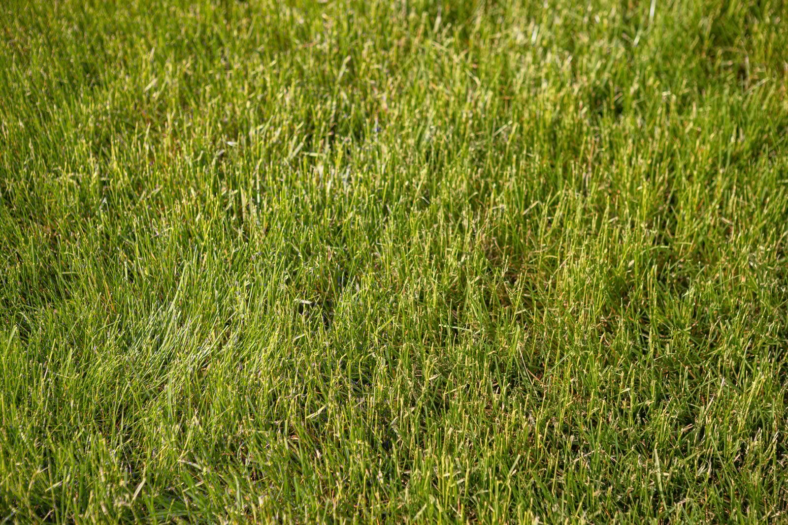 healthy green turf grass in rochester