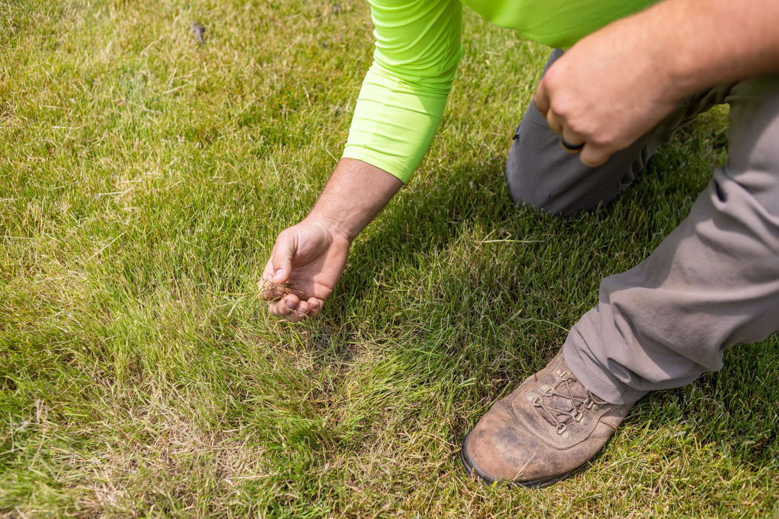 inspecting lawn after seeding in the spring