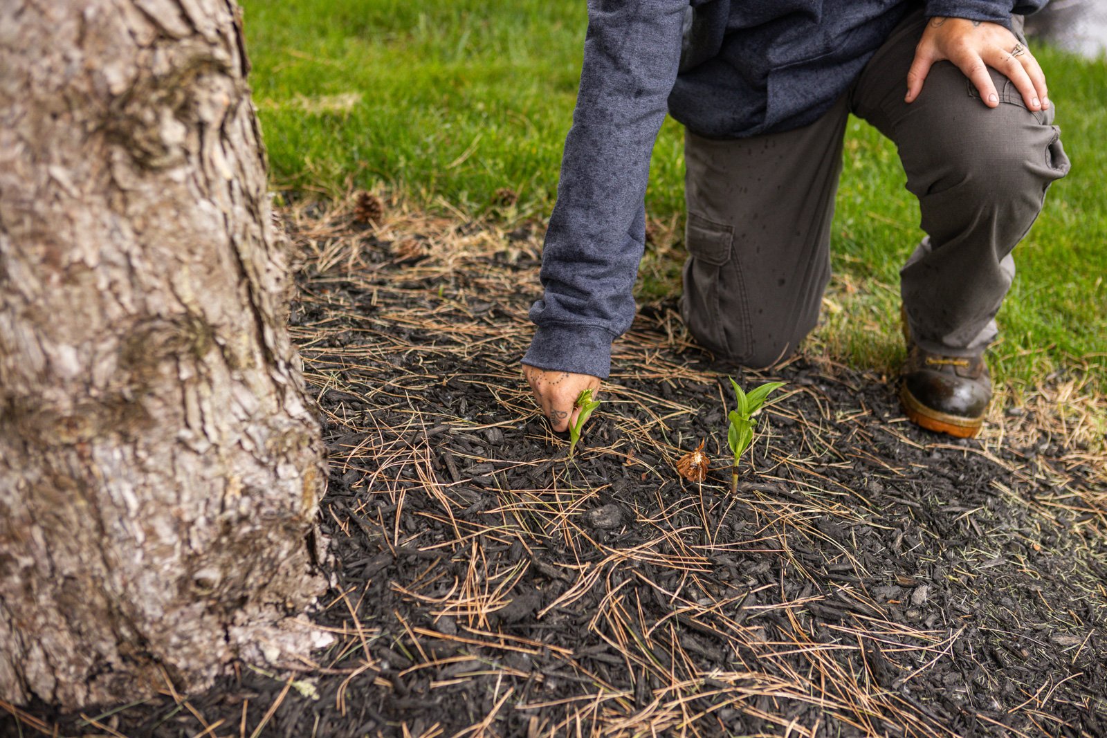 weeds in landscape planting bed