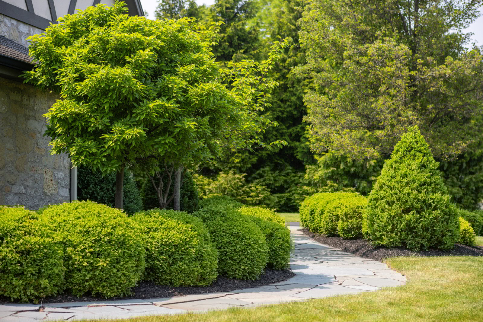 landscape with boxwood shrubs