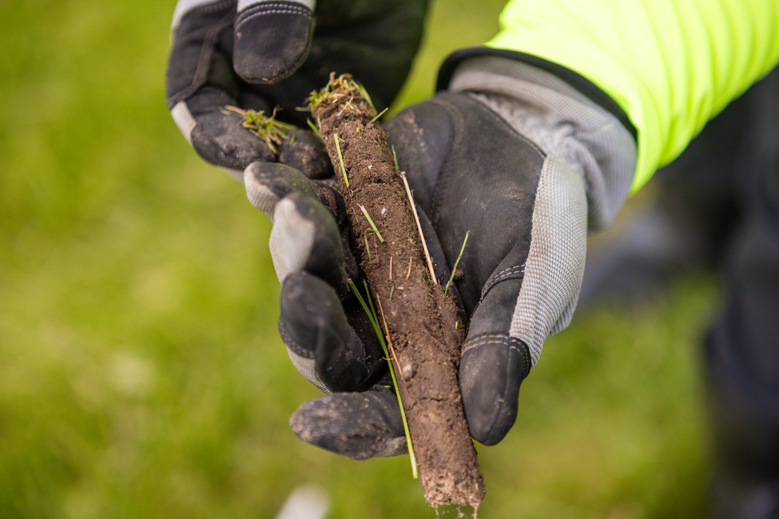 soil imbalances can cause plants to suffer and turn yellow