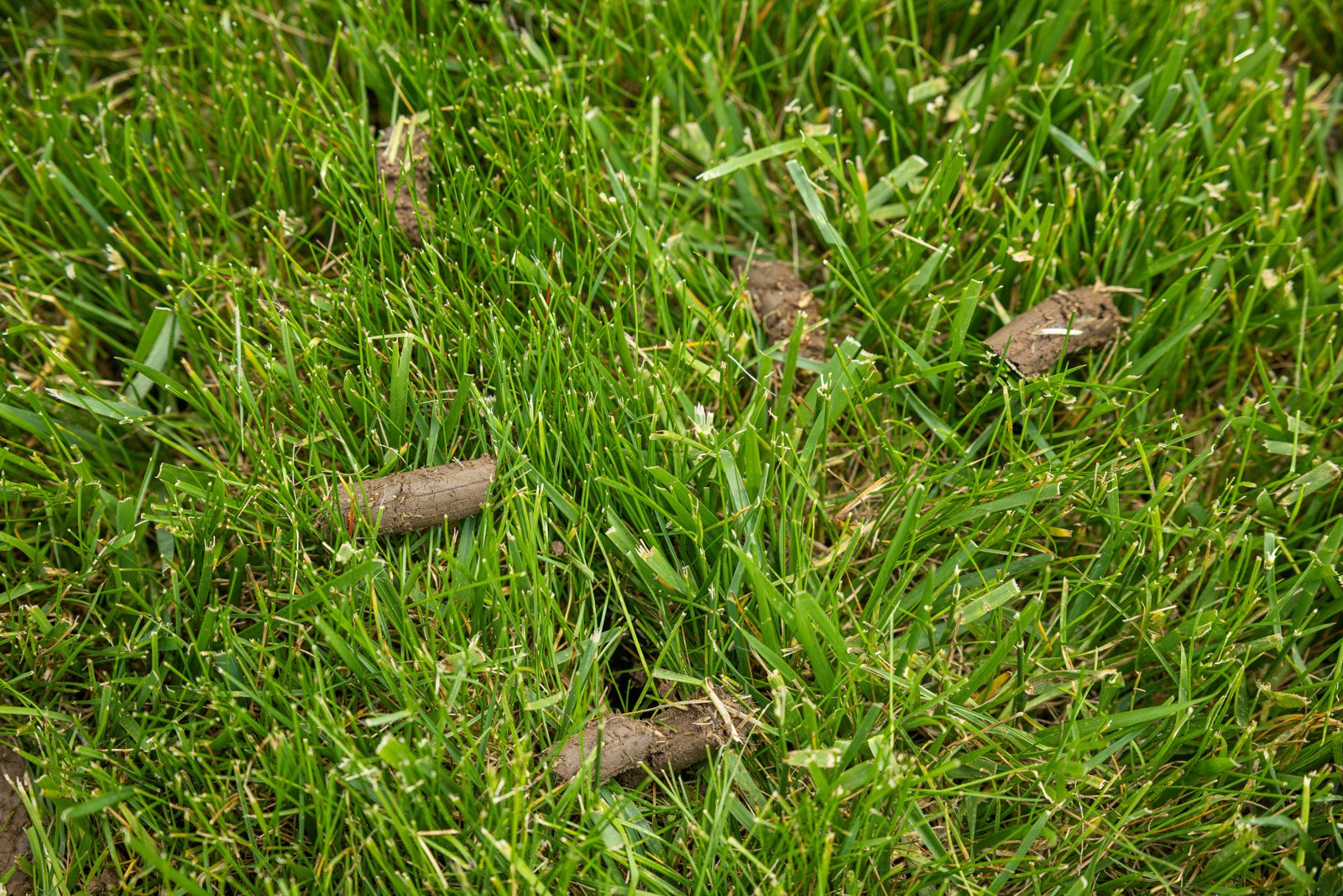 soil temperature is an important factor for fertilization and weed control