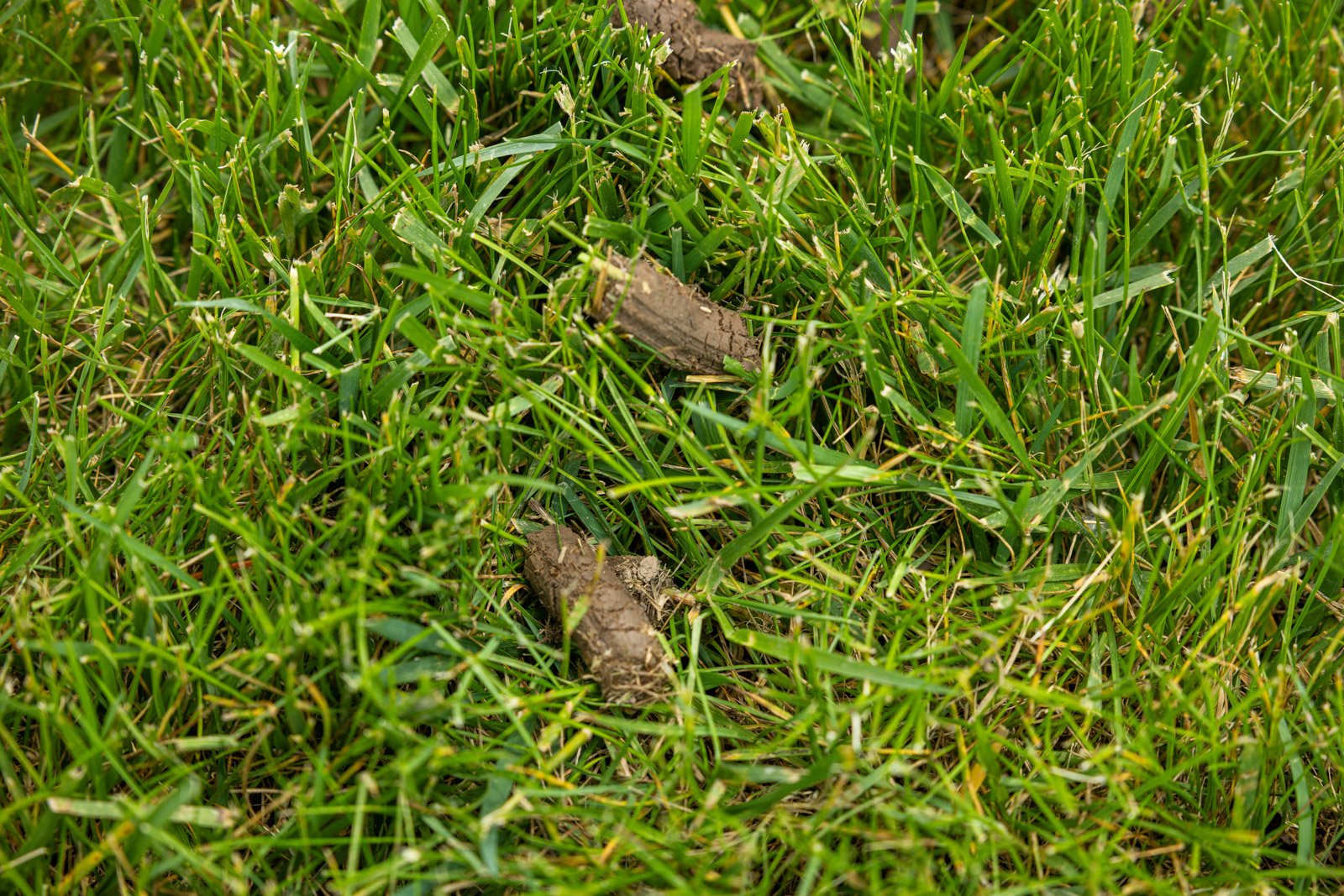 core aeration plugs left behind in soil to decompose