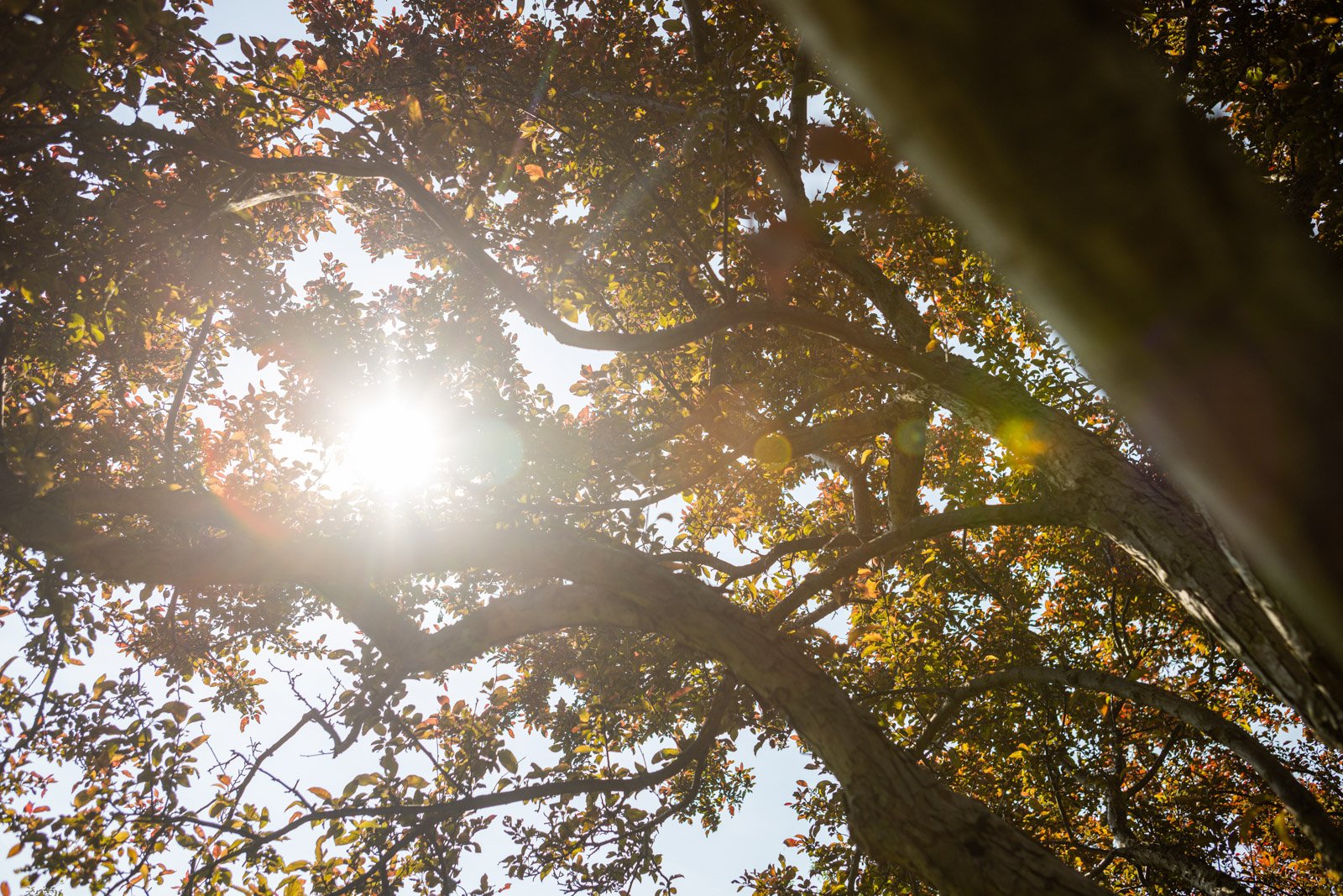 leaves preparing to fall from the trees