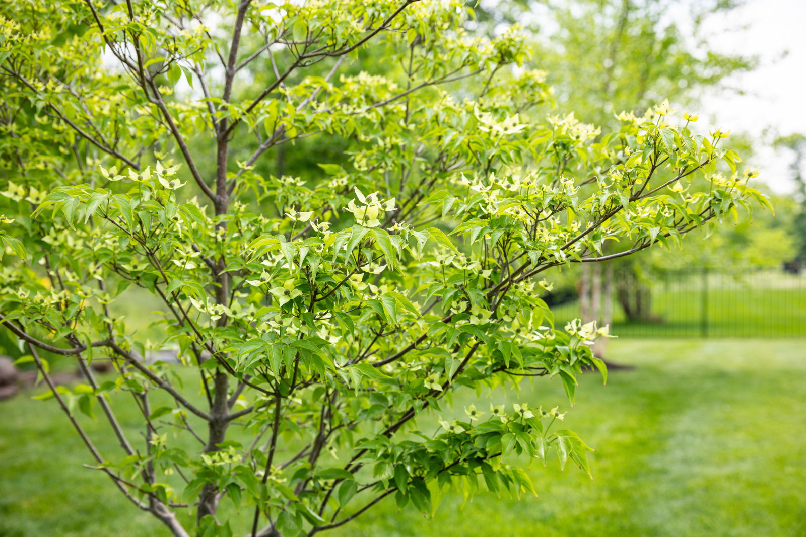 plants grow quickly in the spring