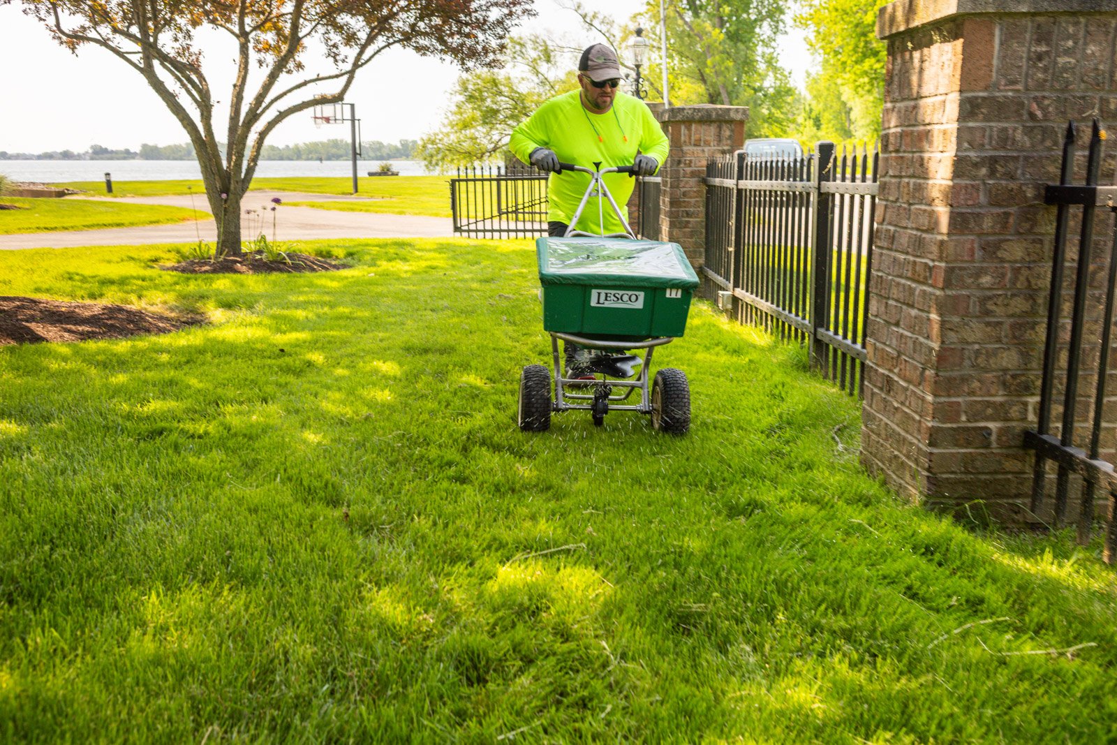 granular fertilizer being applied as part of a healthy lawn program
