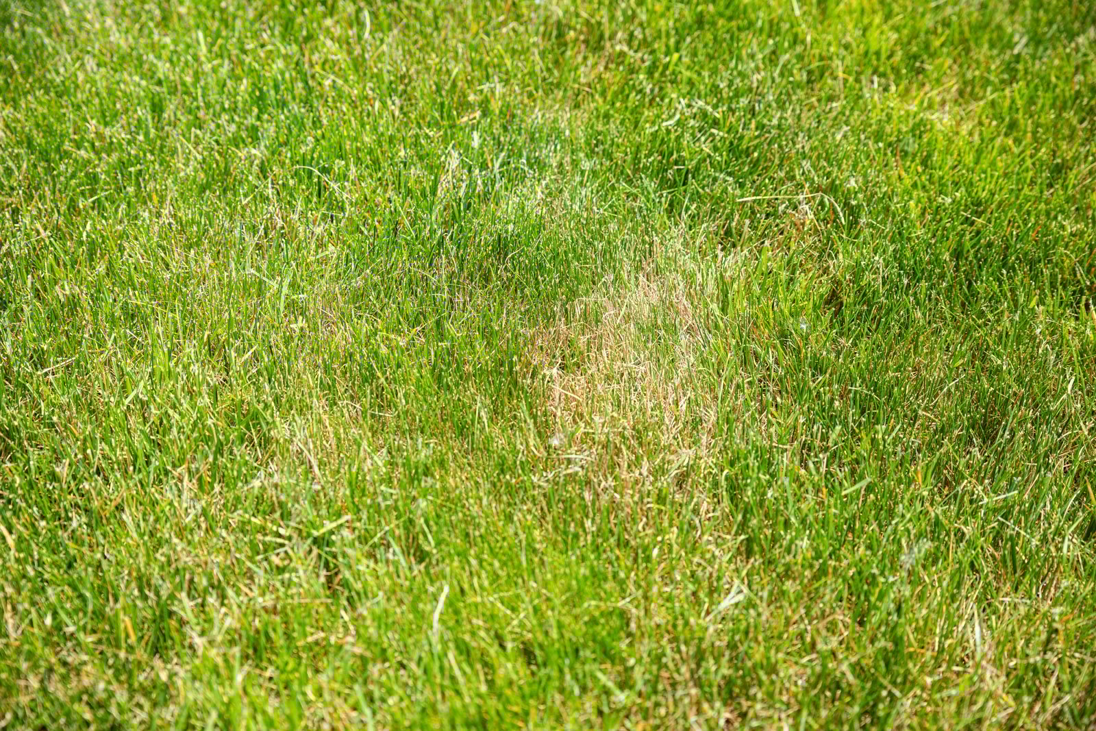 struggling patches in the lawn can be a sign of soil compaction