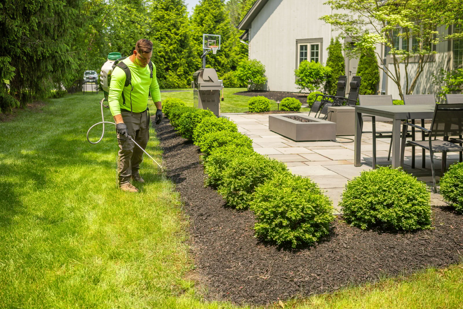 spot spraying areas with crabgrass growing