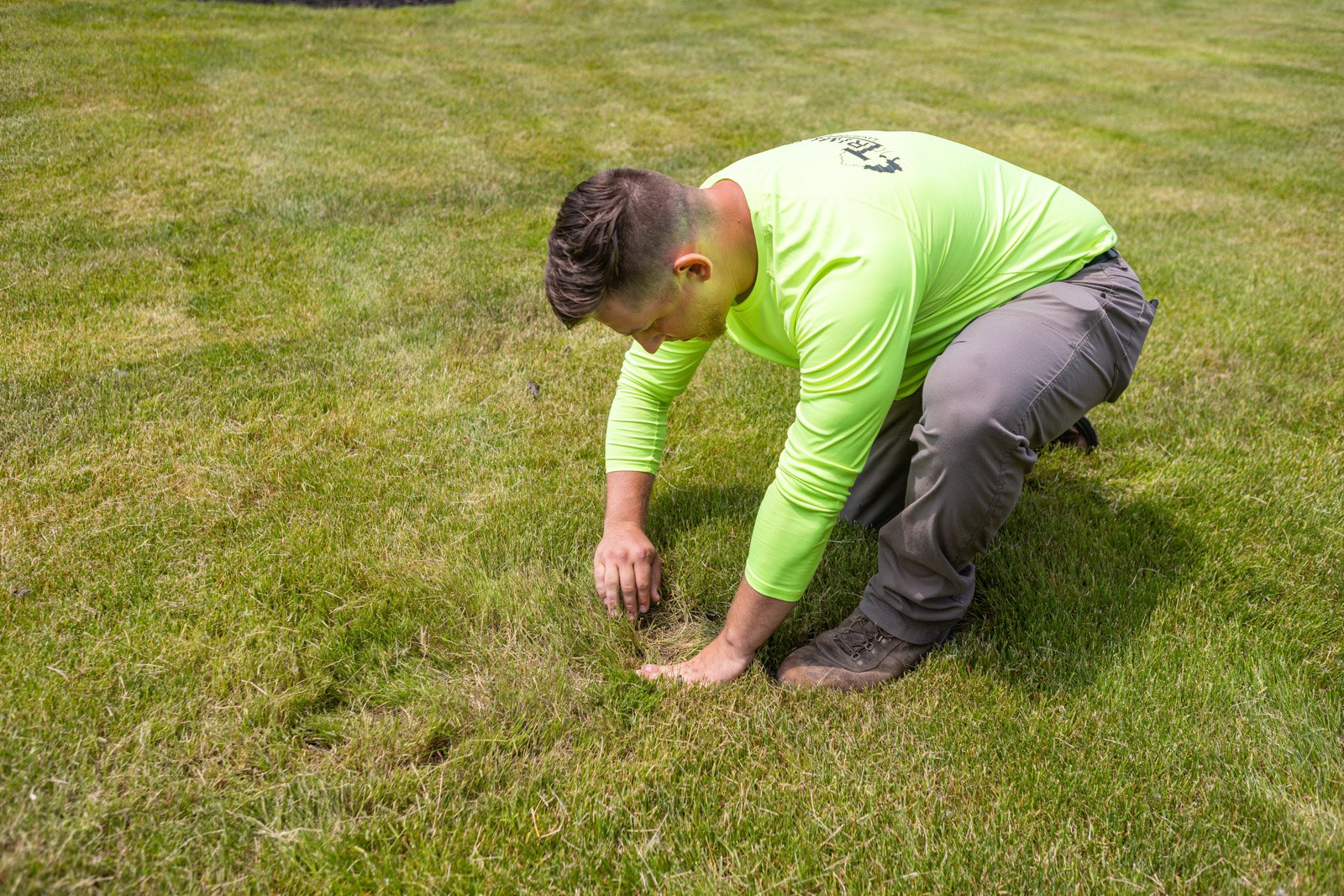 inspecting a lawn with poor grass makeup