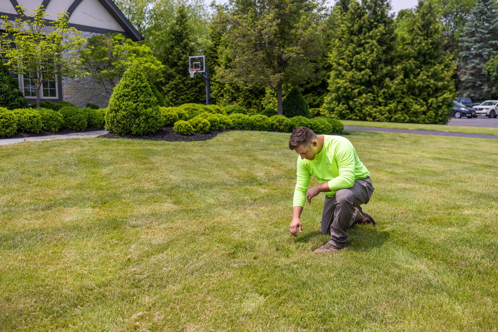 lawn care tech inspecting struggling grass for grub damage
