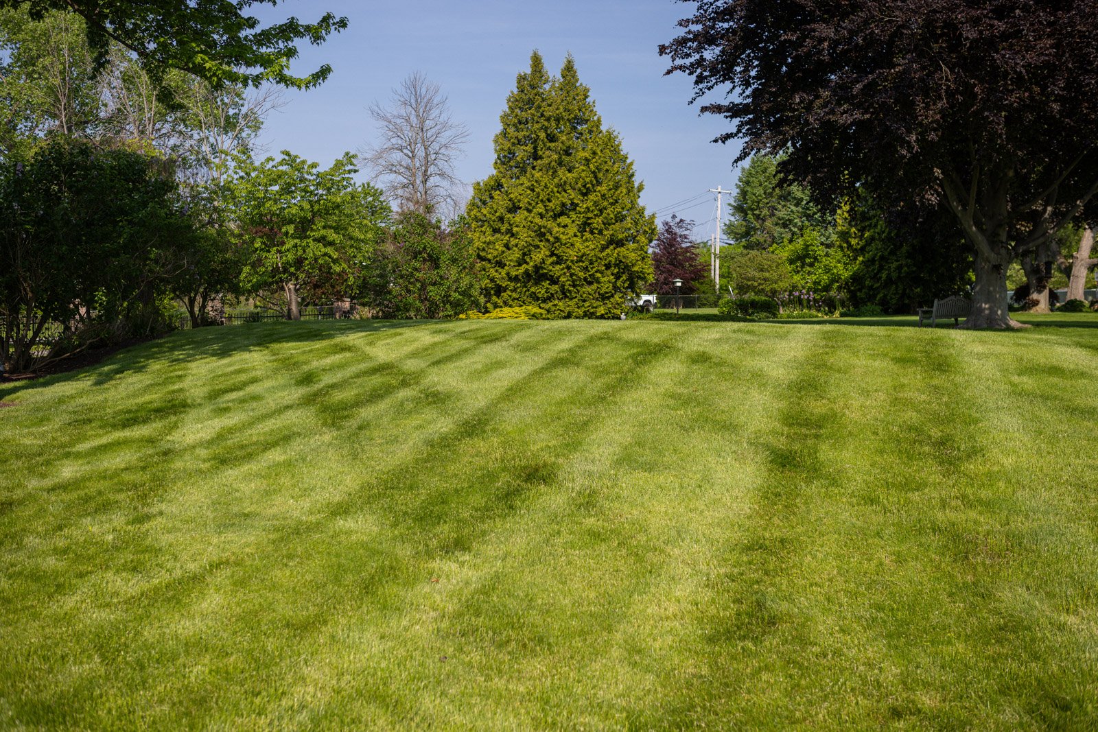 healthy green turf