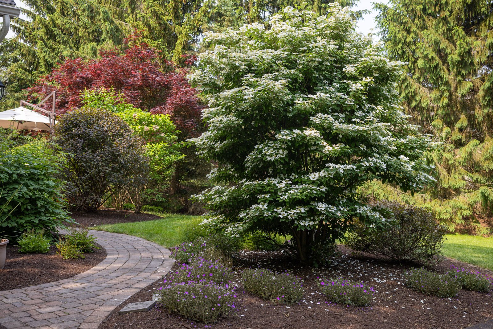 thriving garden after the danger of frost has passed