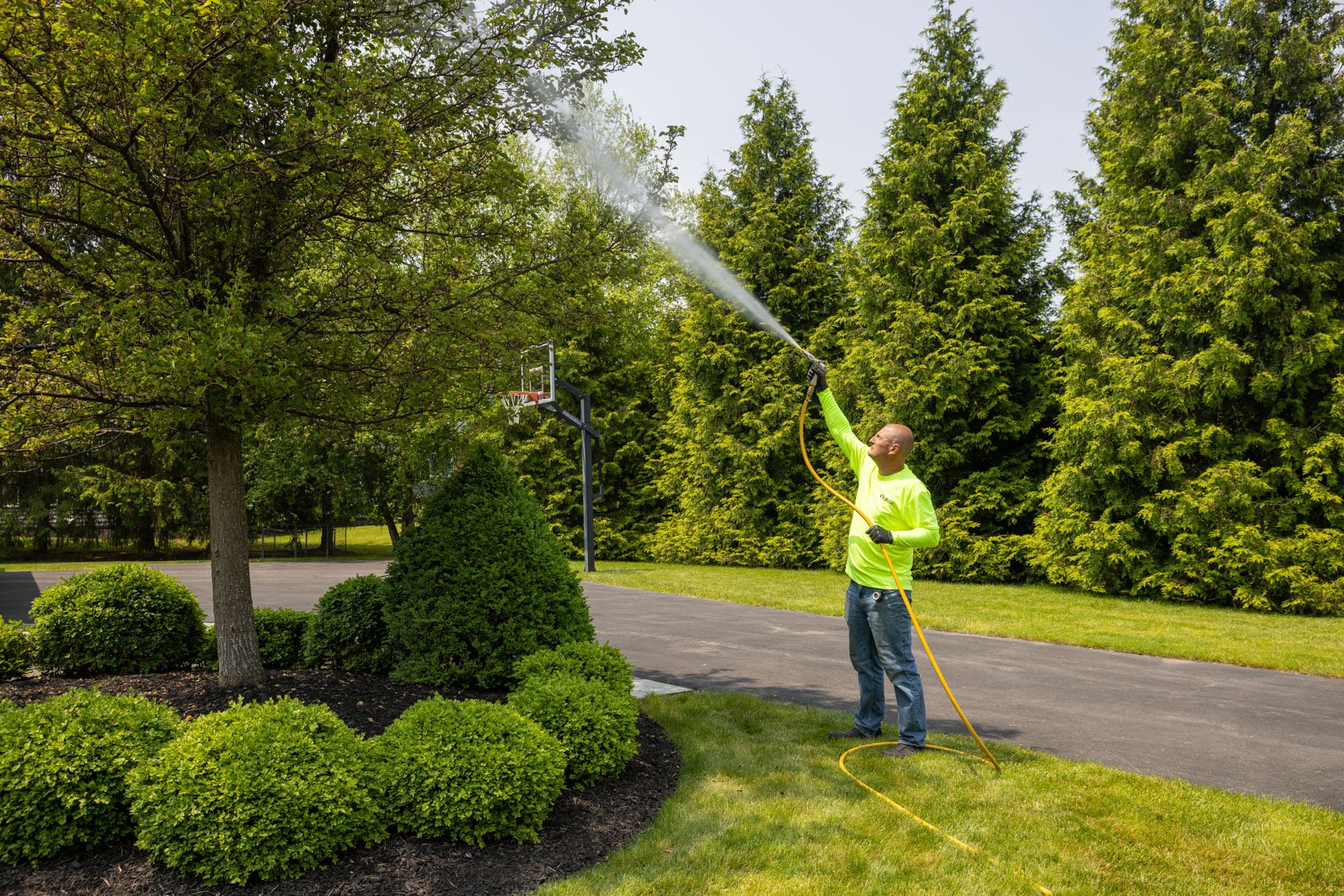 plant health care tech spraying pest disease control tree shrubs 2