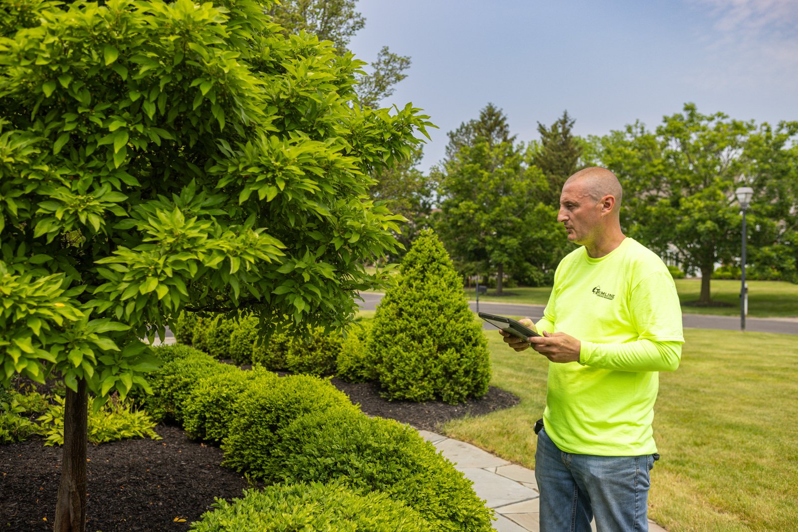 plant health care technician inspecting the health of an ornamental tree