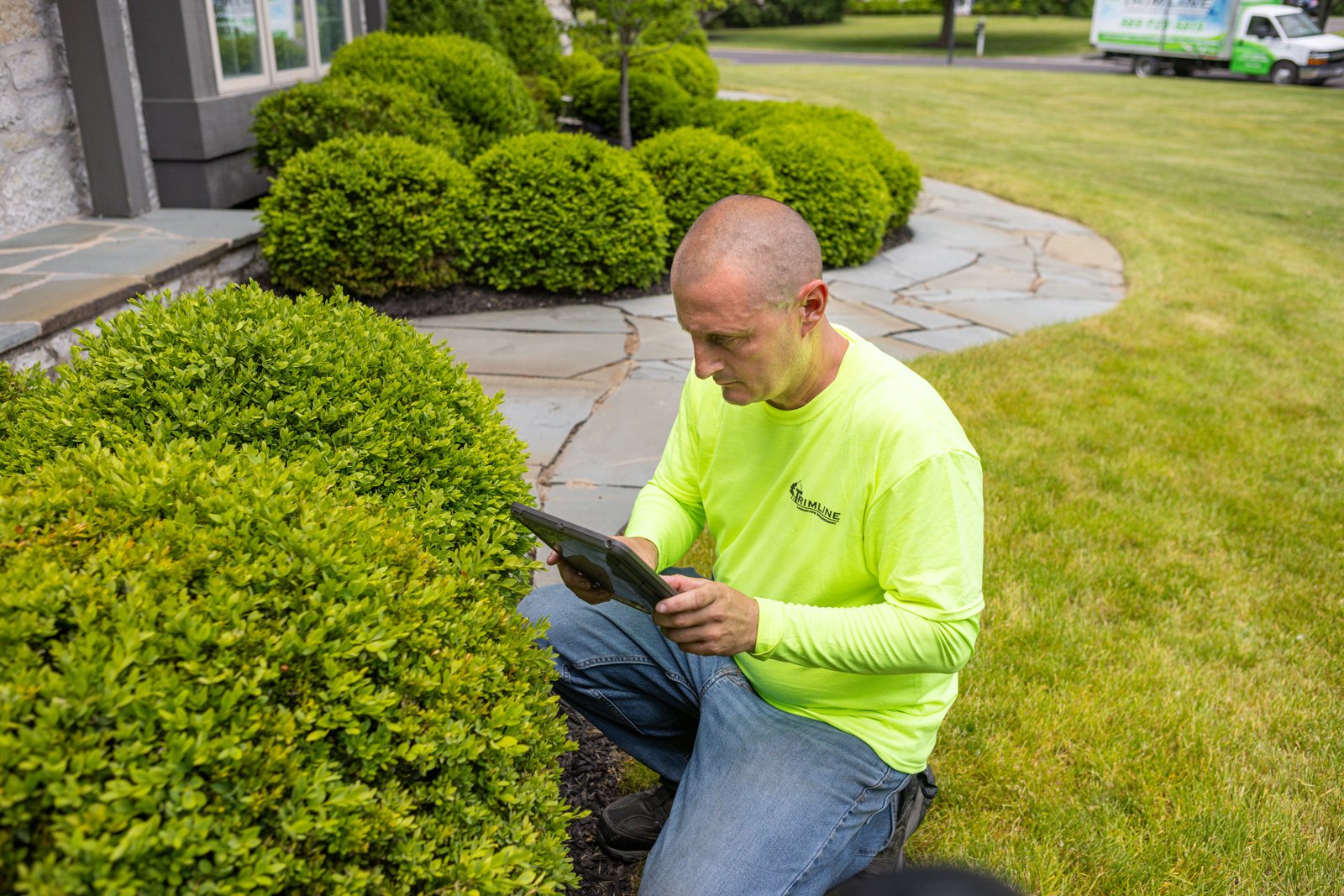 inspecting dense shrubs for mosquito populations