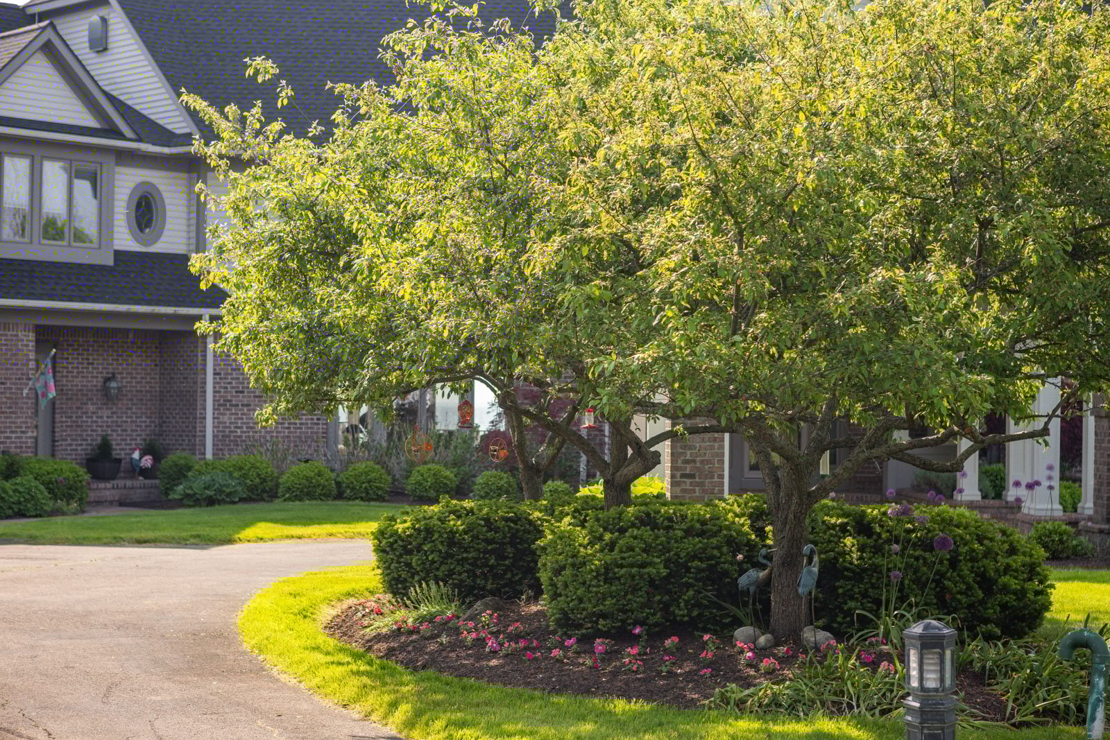 trees entry driveway home planting bed shrubs boxwood