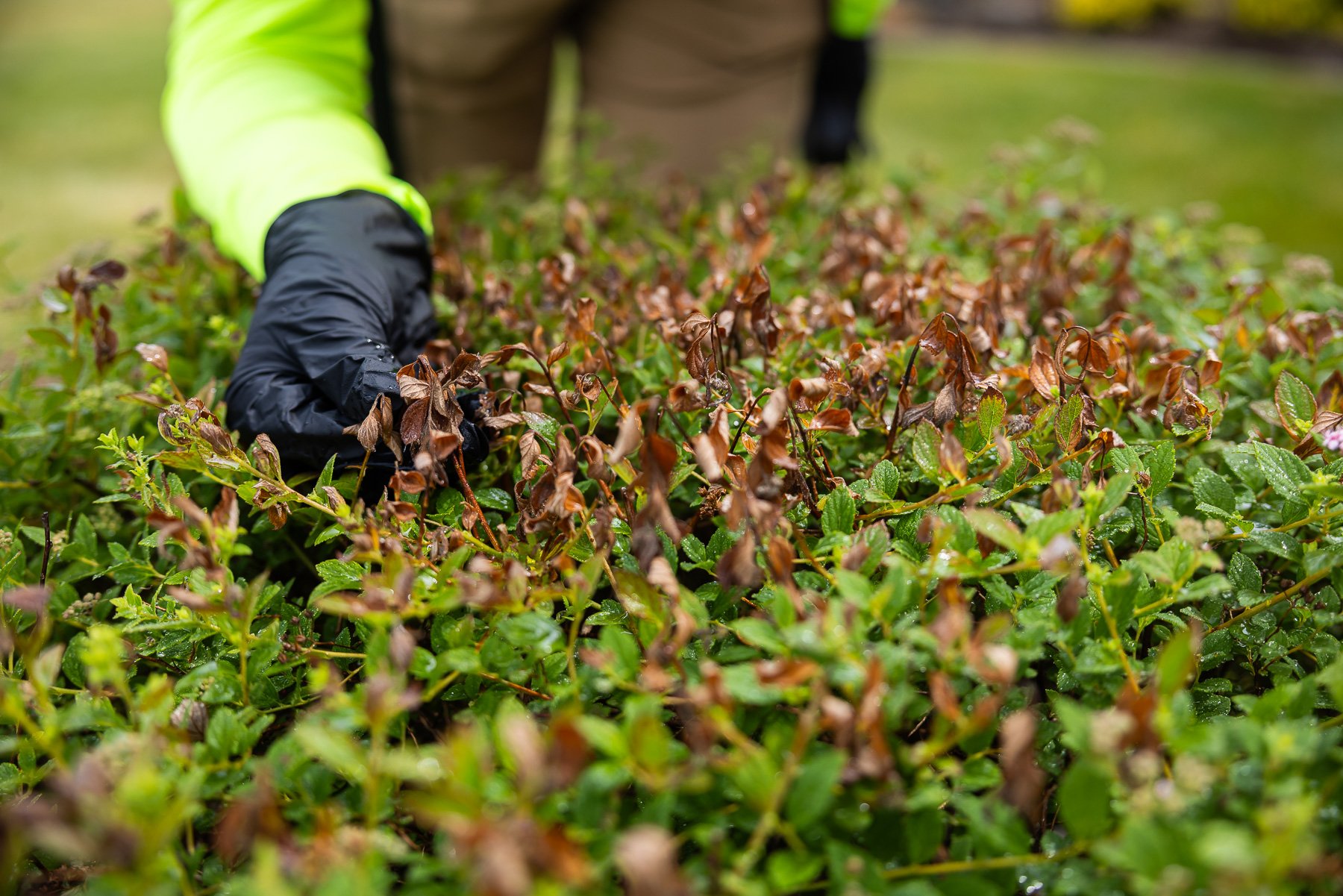 shrub branches that have died off due to plant insect damage