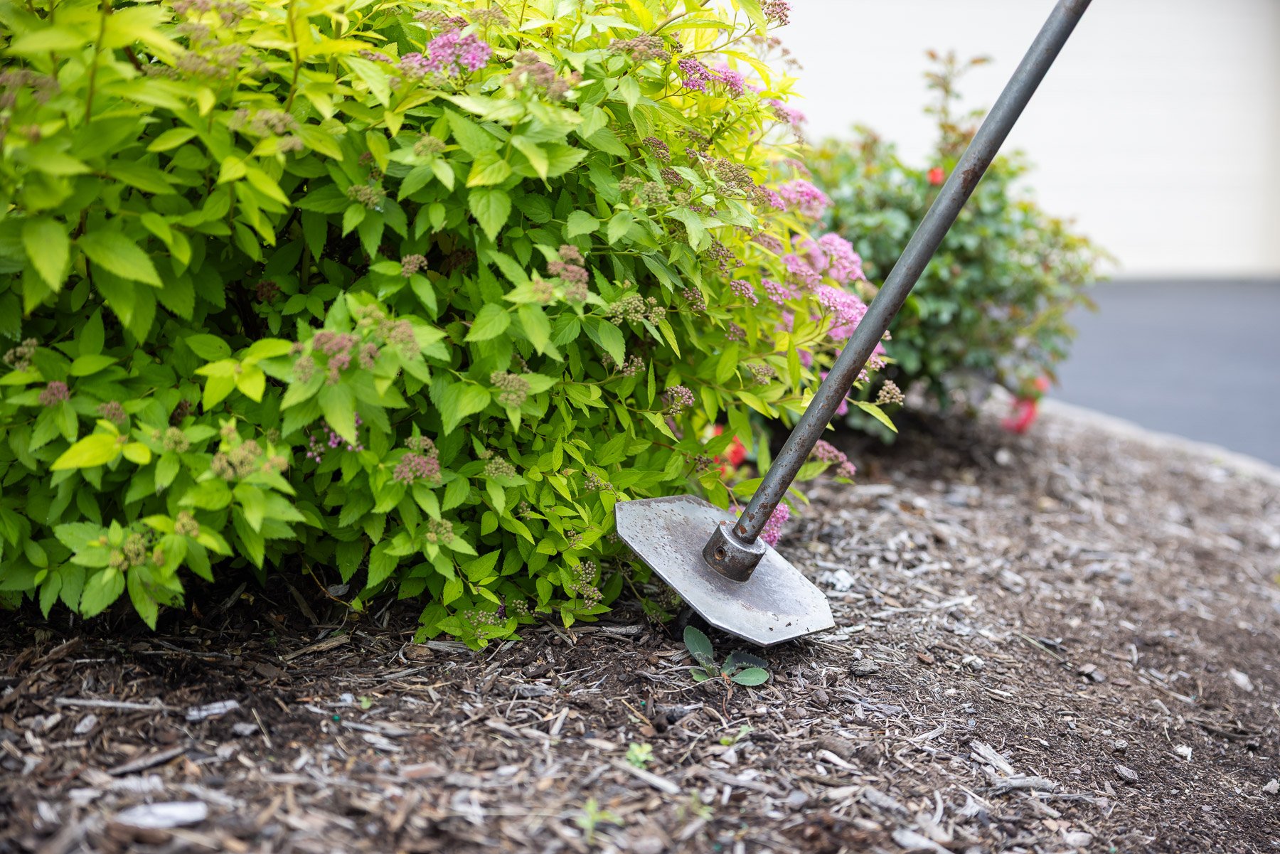 deep root injection of fertilizer for shrubs