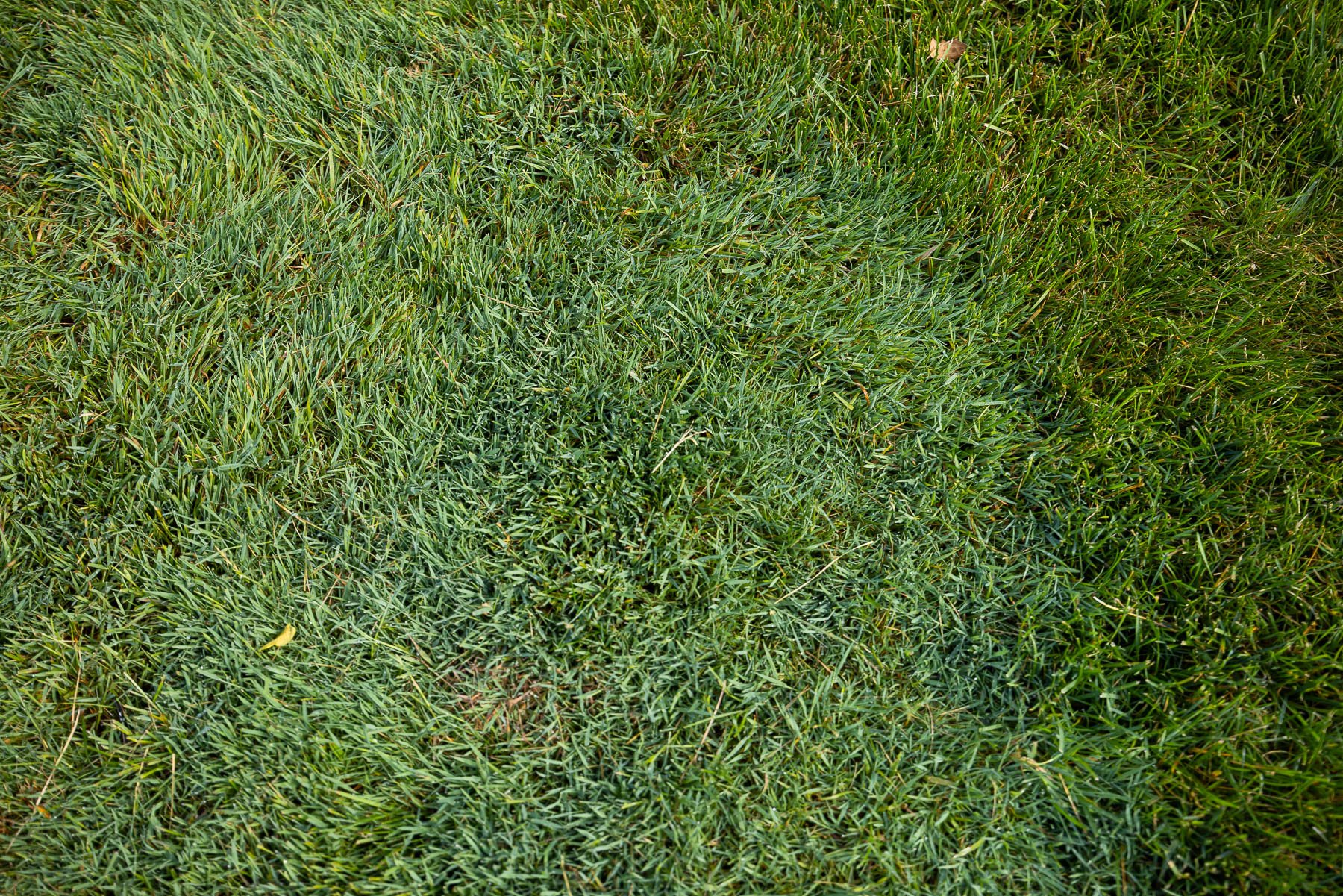 the best grass for rochester is made up of a blend of seeds