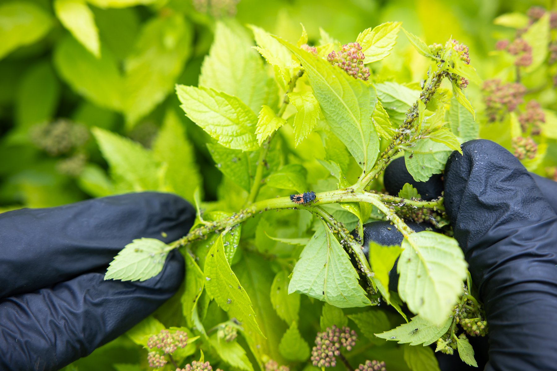 shrub infested with aphids