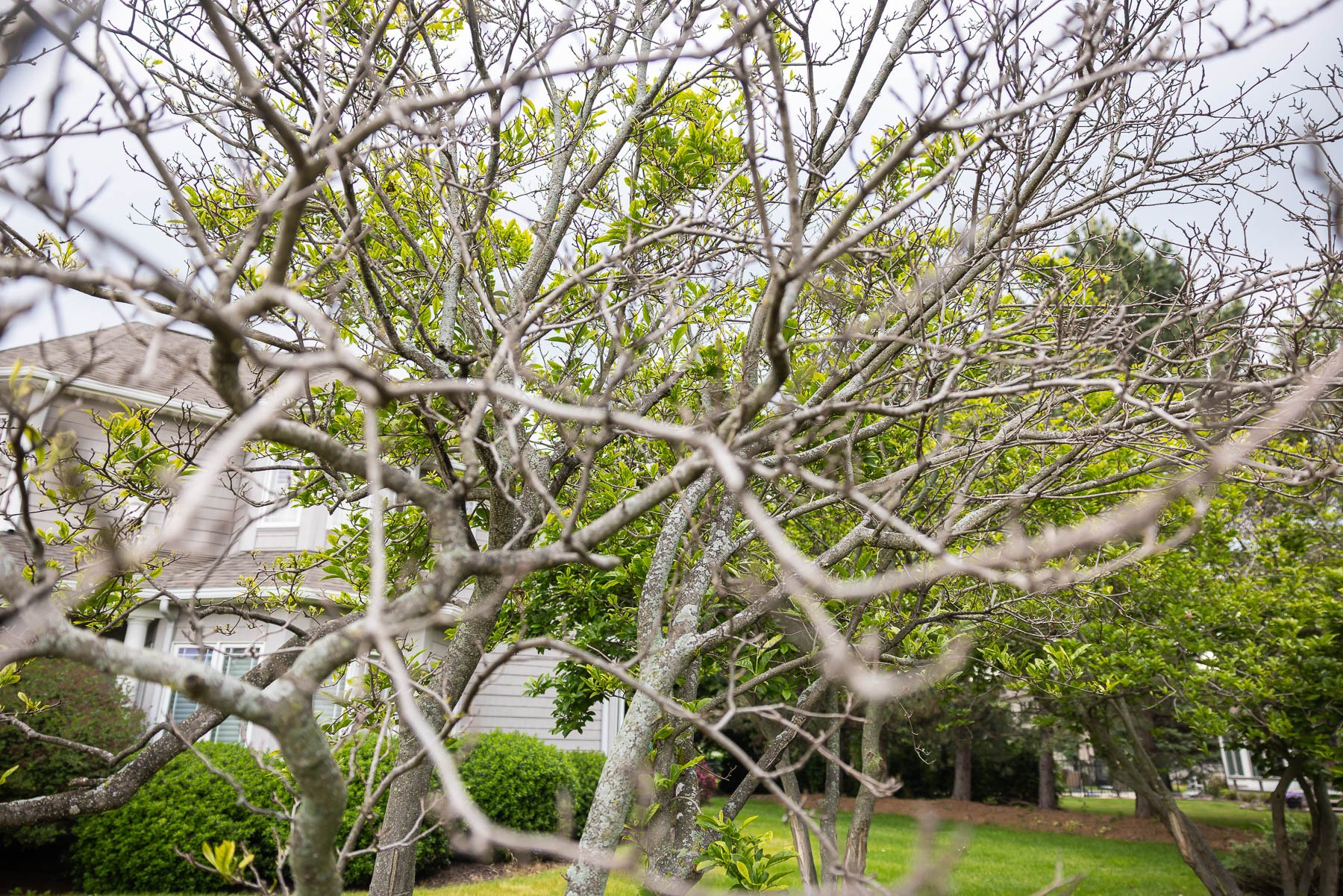 inspect tree buds in early spring before jumping to conclusions about plant health