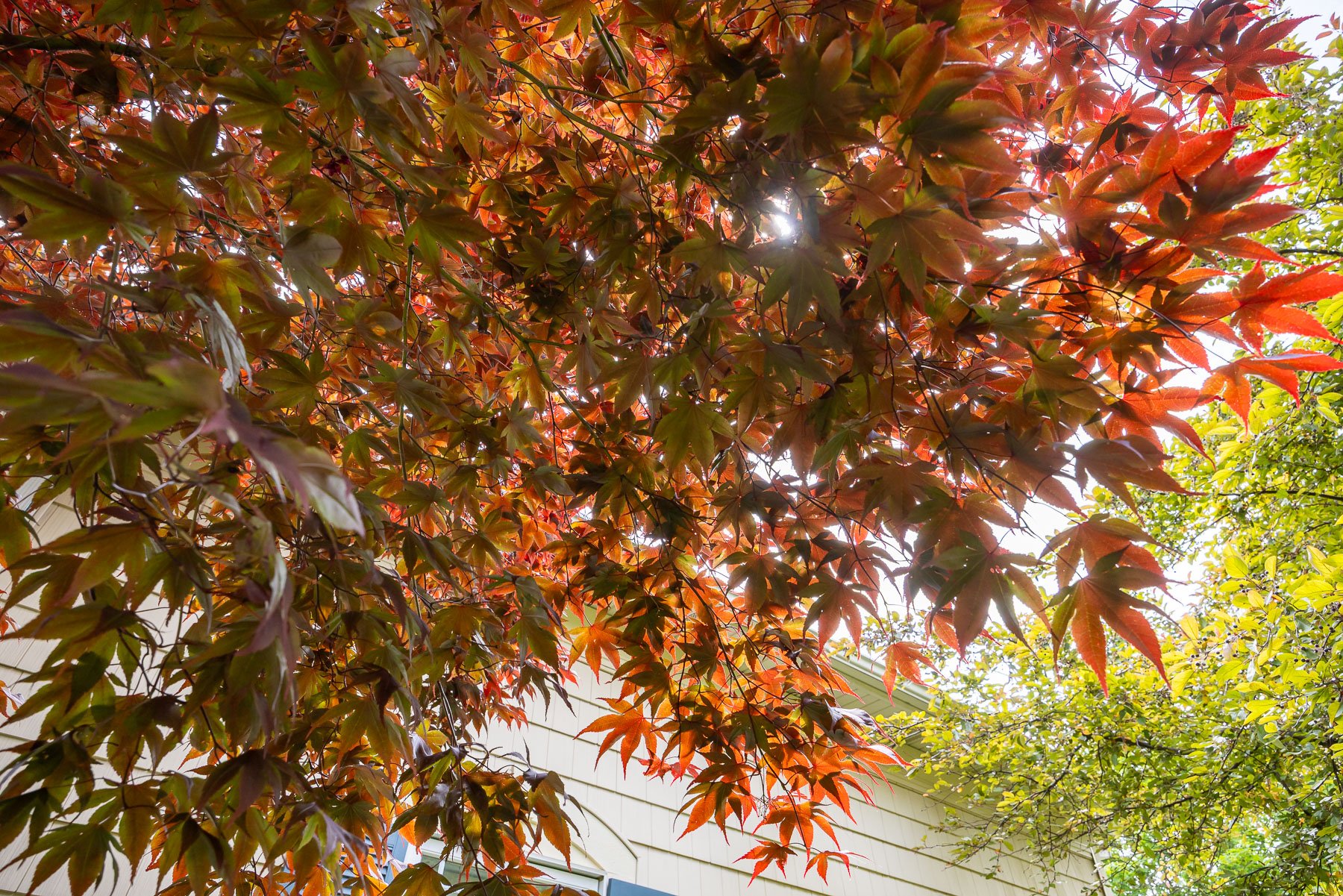 sunlight coming through leaf foliage