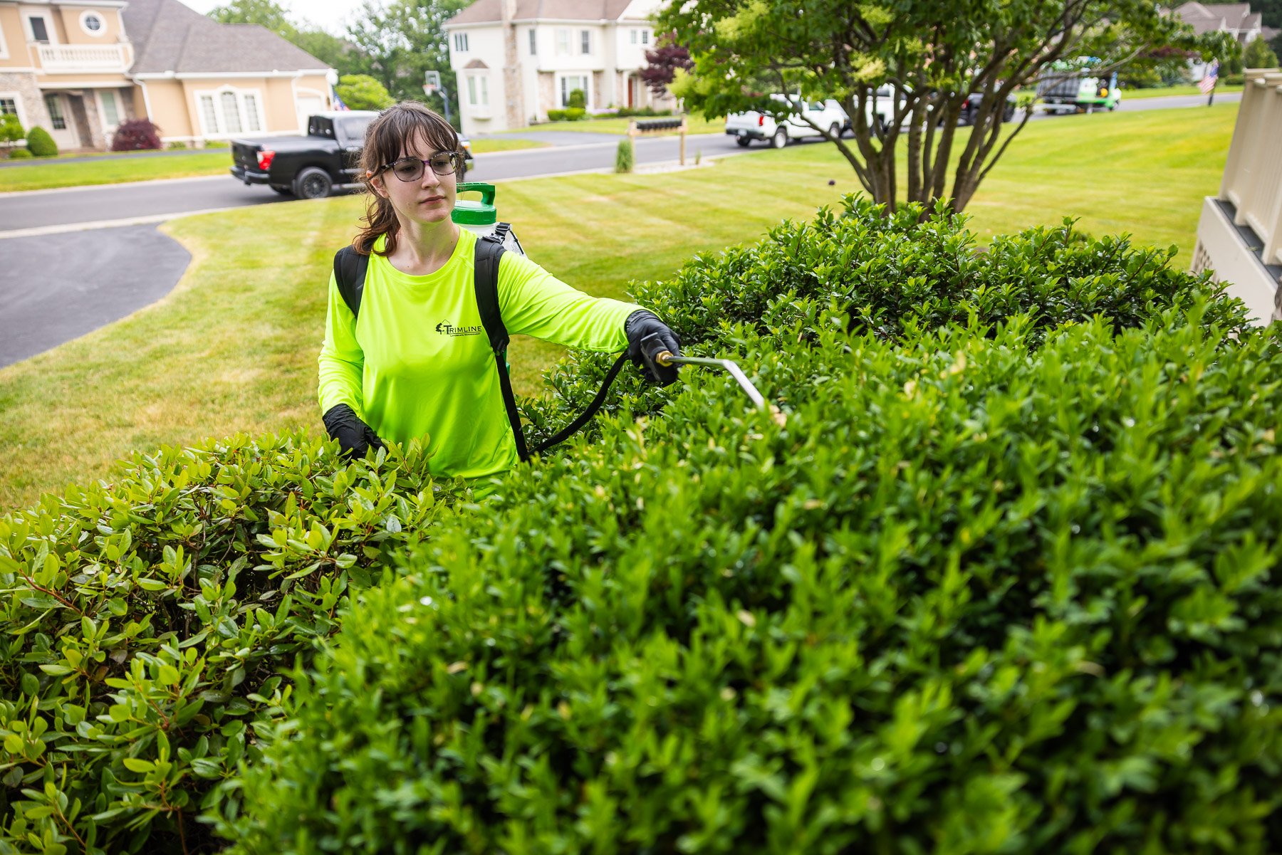 spraying anti-desiccant oil on evergreens help them survive dry winter conditions