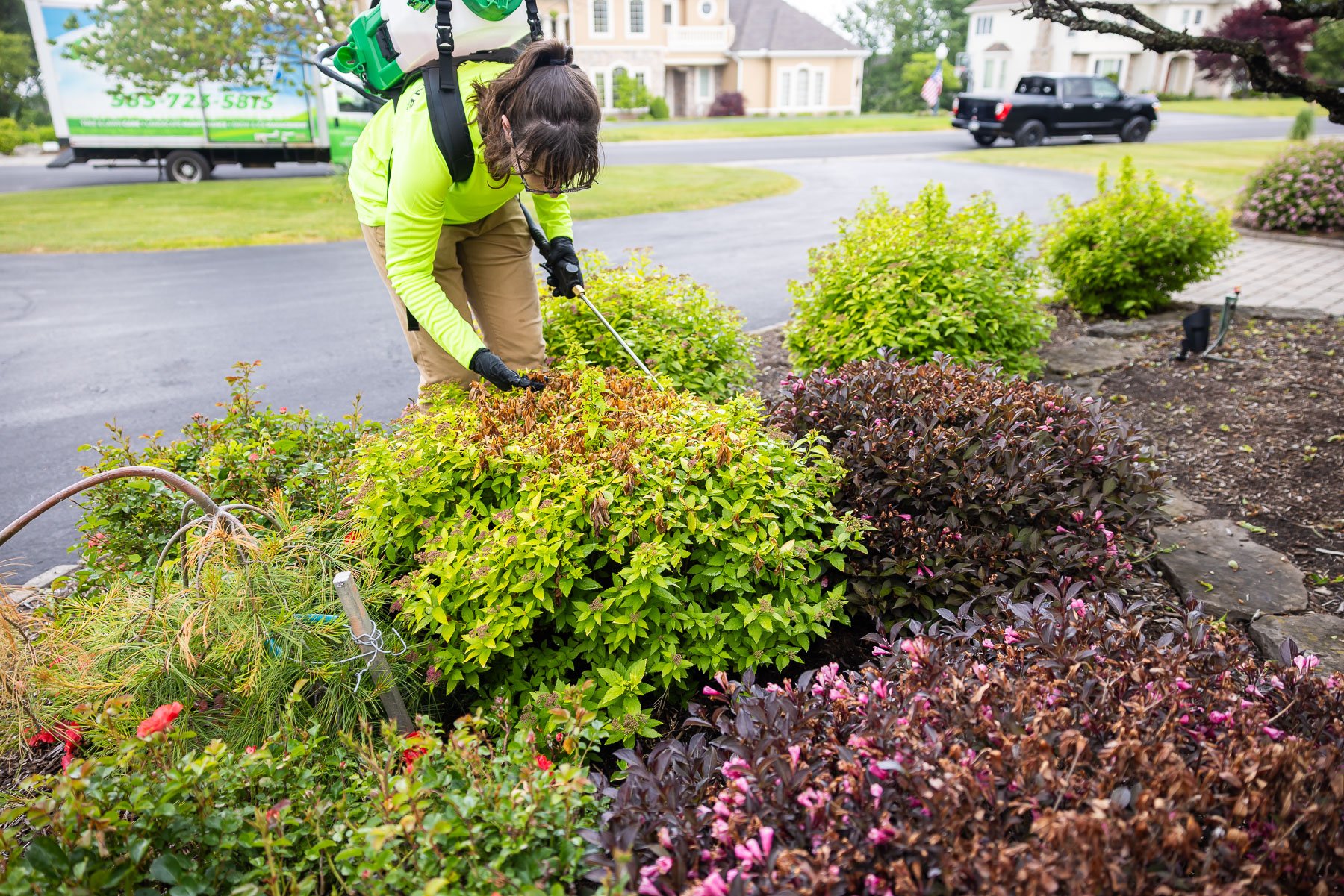 yellowing or browning leaves can be a sign of multiple issues faced by your plant