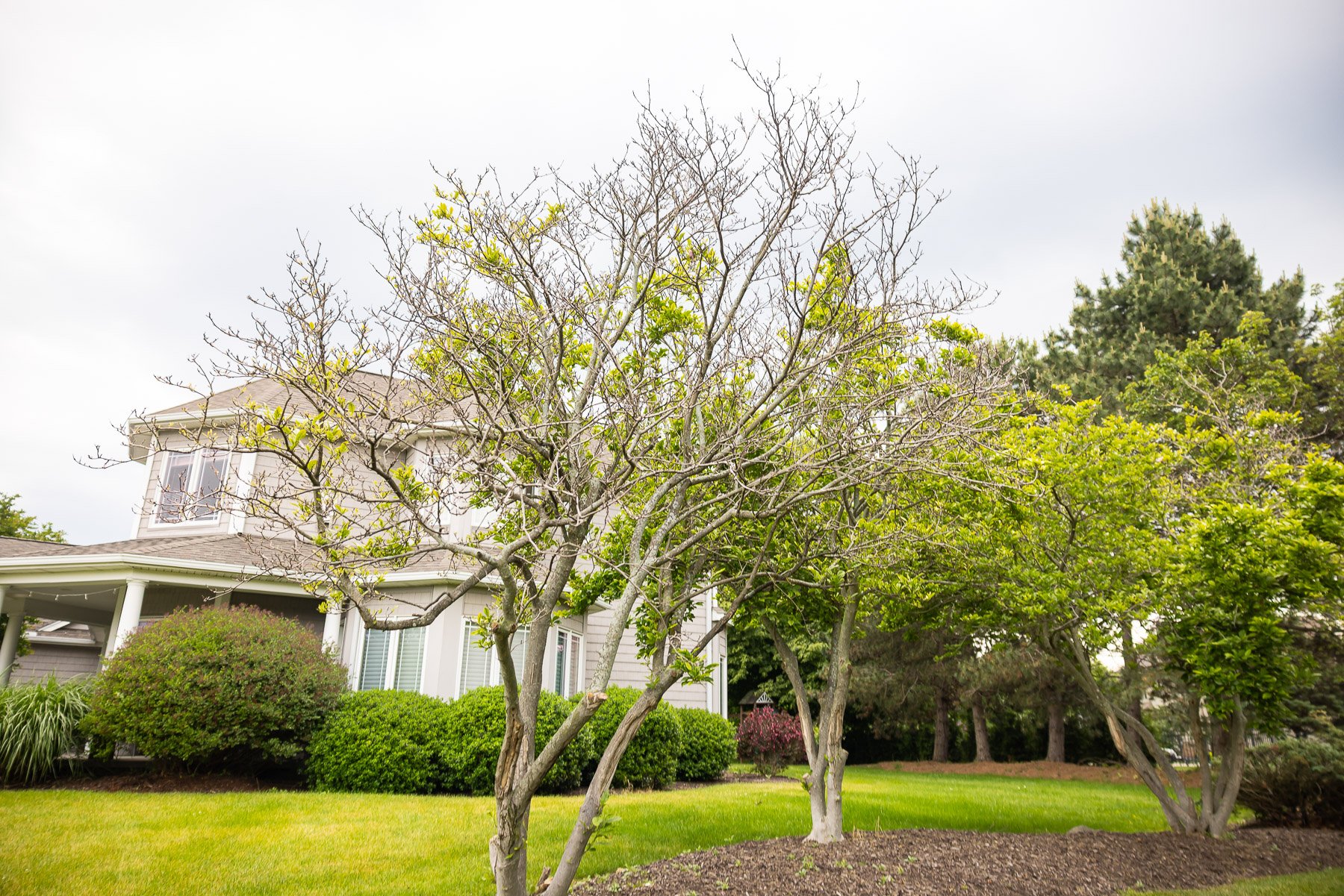trees that struggle to grow new foliage in spring may benefit from an inspection