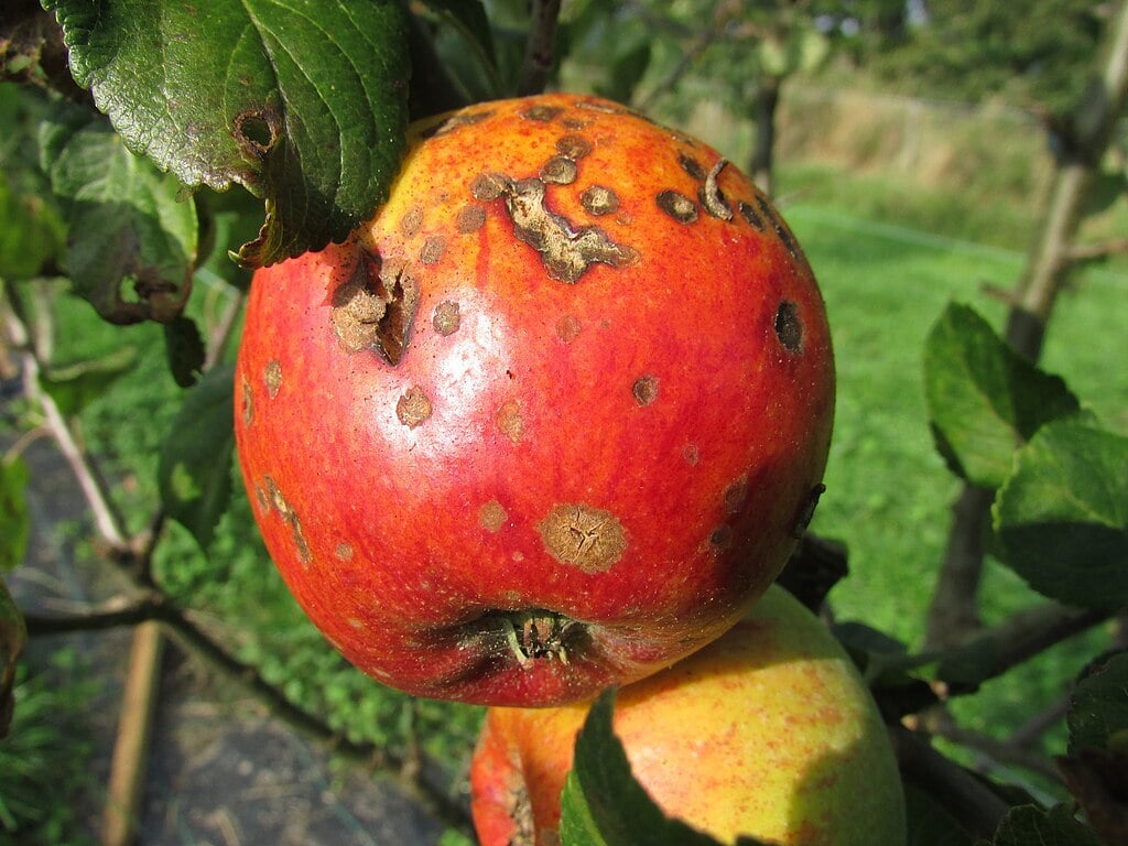 apple scab on an apple fruit and leaves