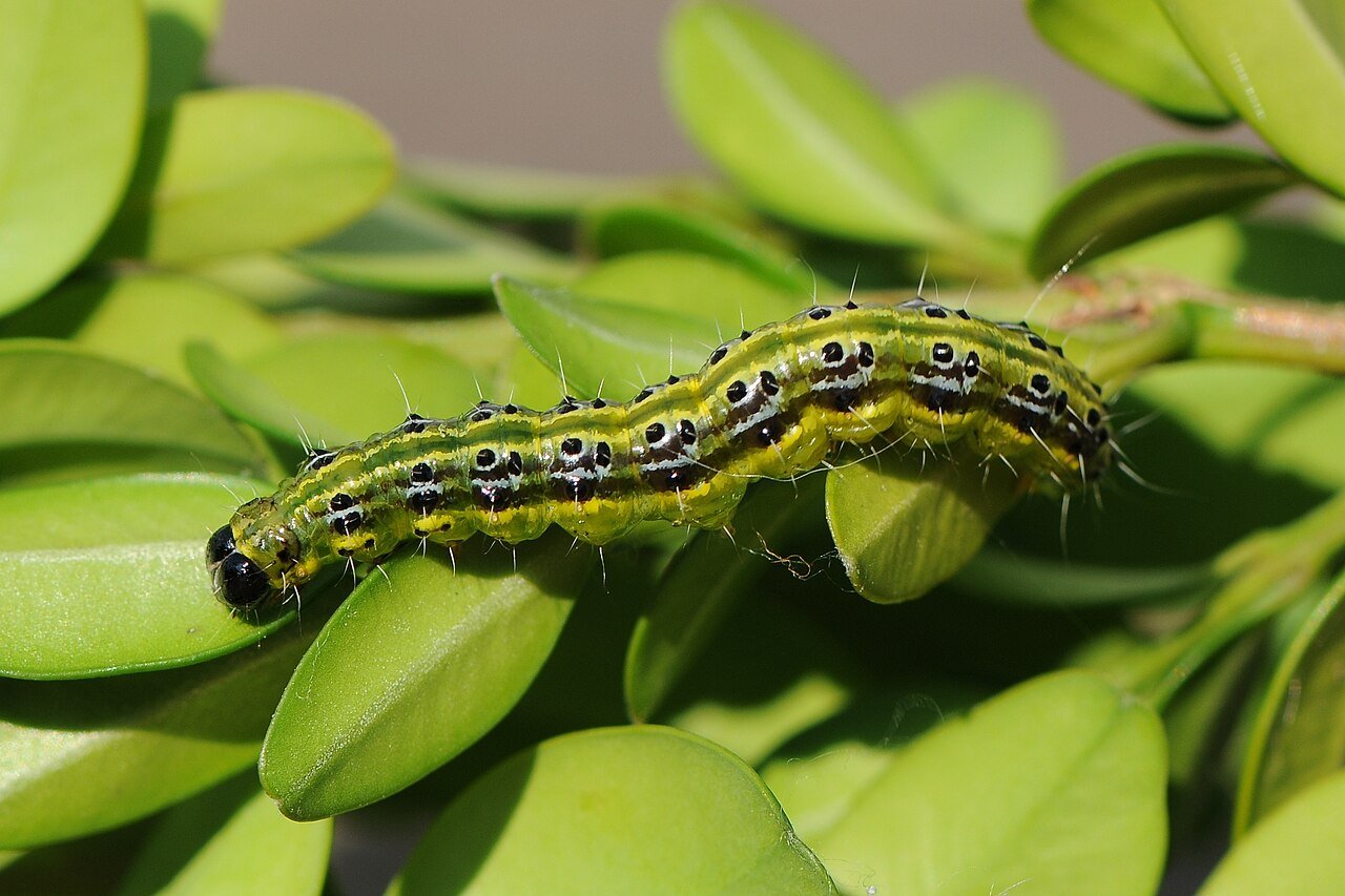 the Box Tree Caterpillar