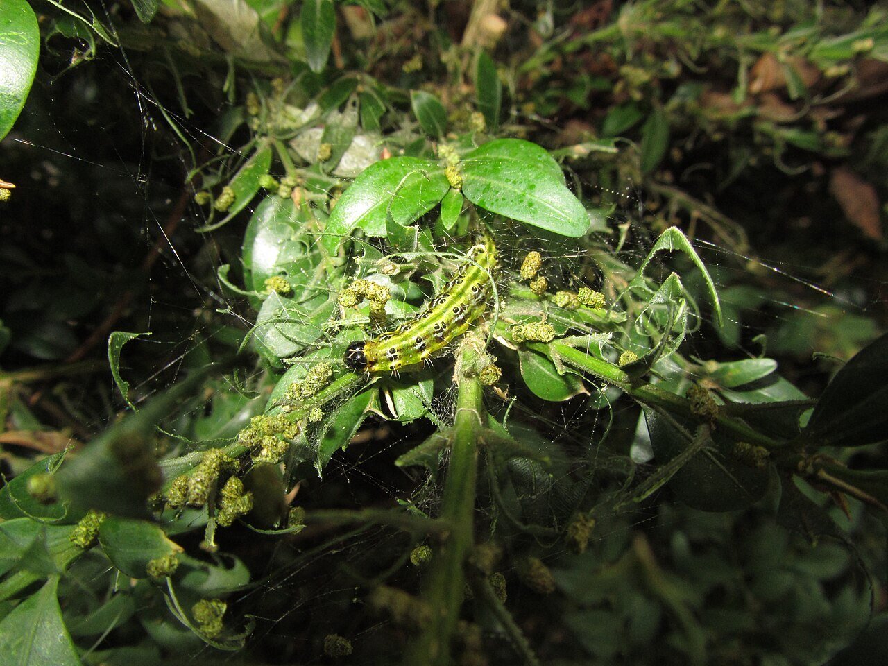 Box Tree Moth inside a shrub with Webbing