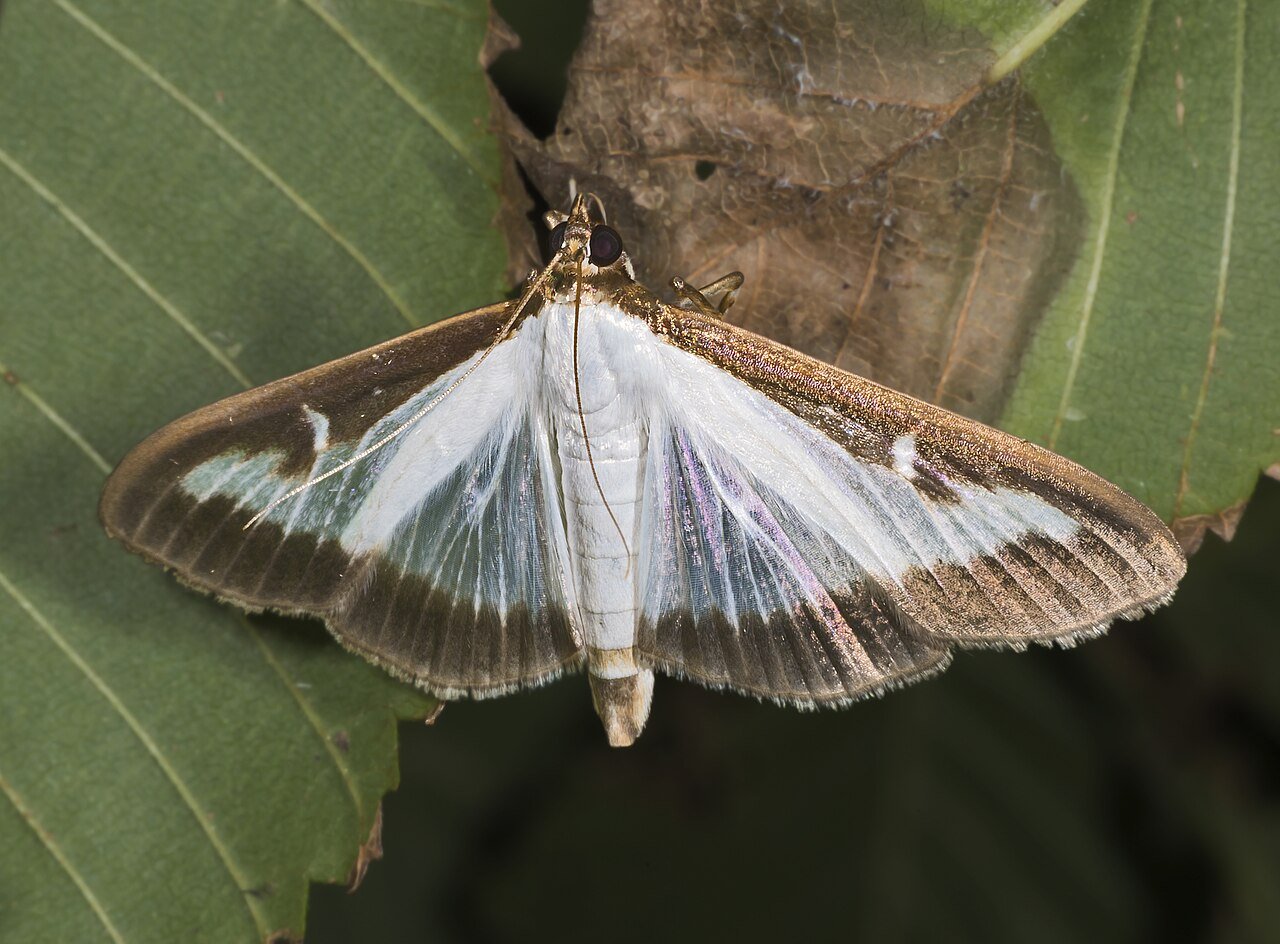 a mature Box Tree Moth