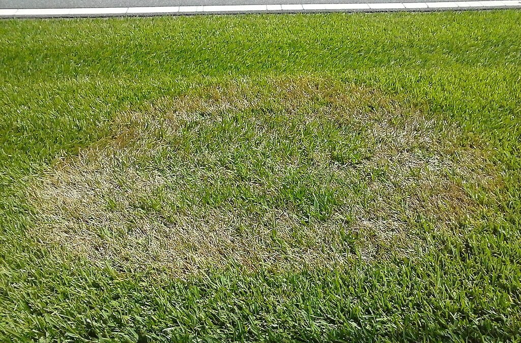 brown patch in rochester, ny lawn