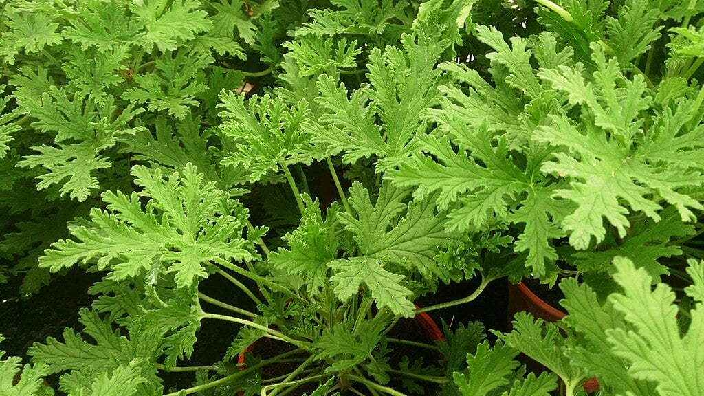 citronella plant