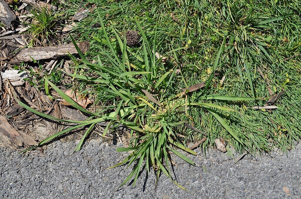 crabgrass on the edge of the grass
