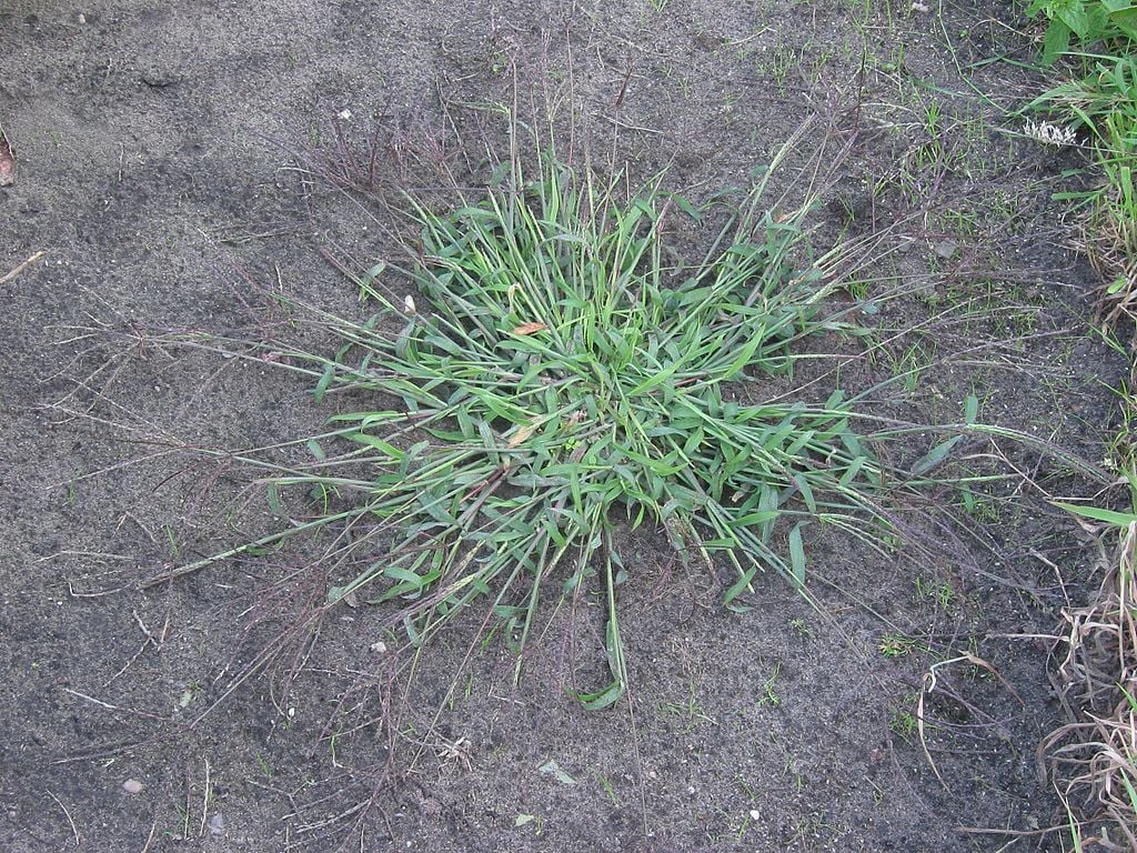 an example of crabgrass