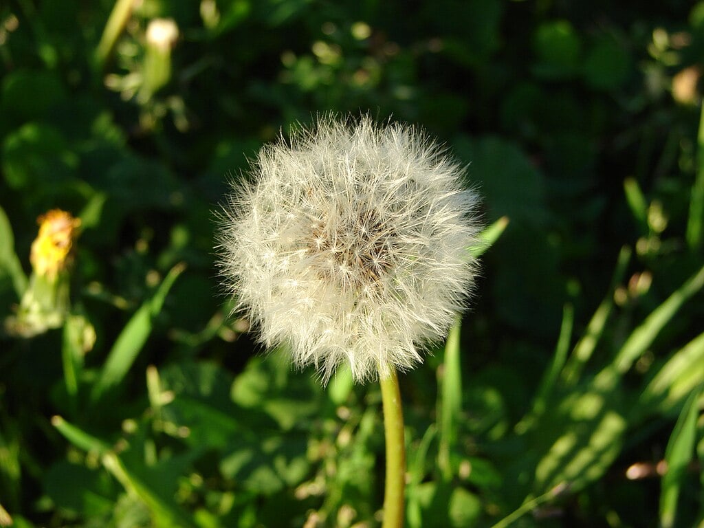 dandelion seed heads spread new plants quickly