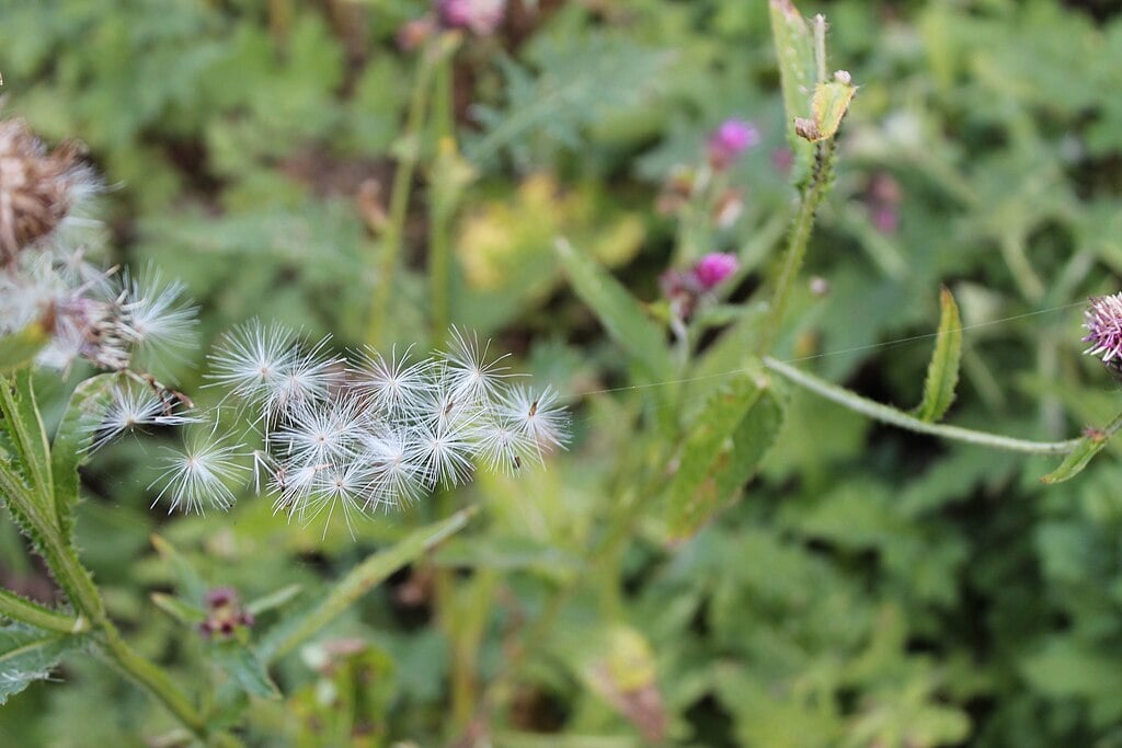 dandelion seeds blowing in the wind