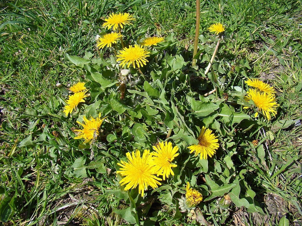 dandelion weed growing in grass