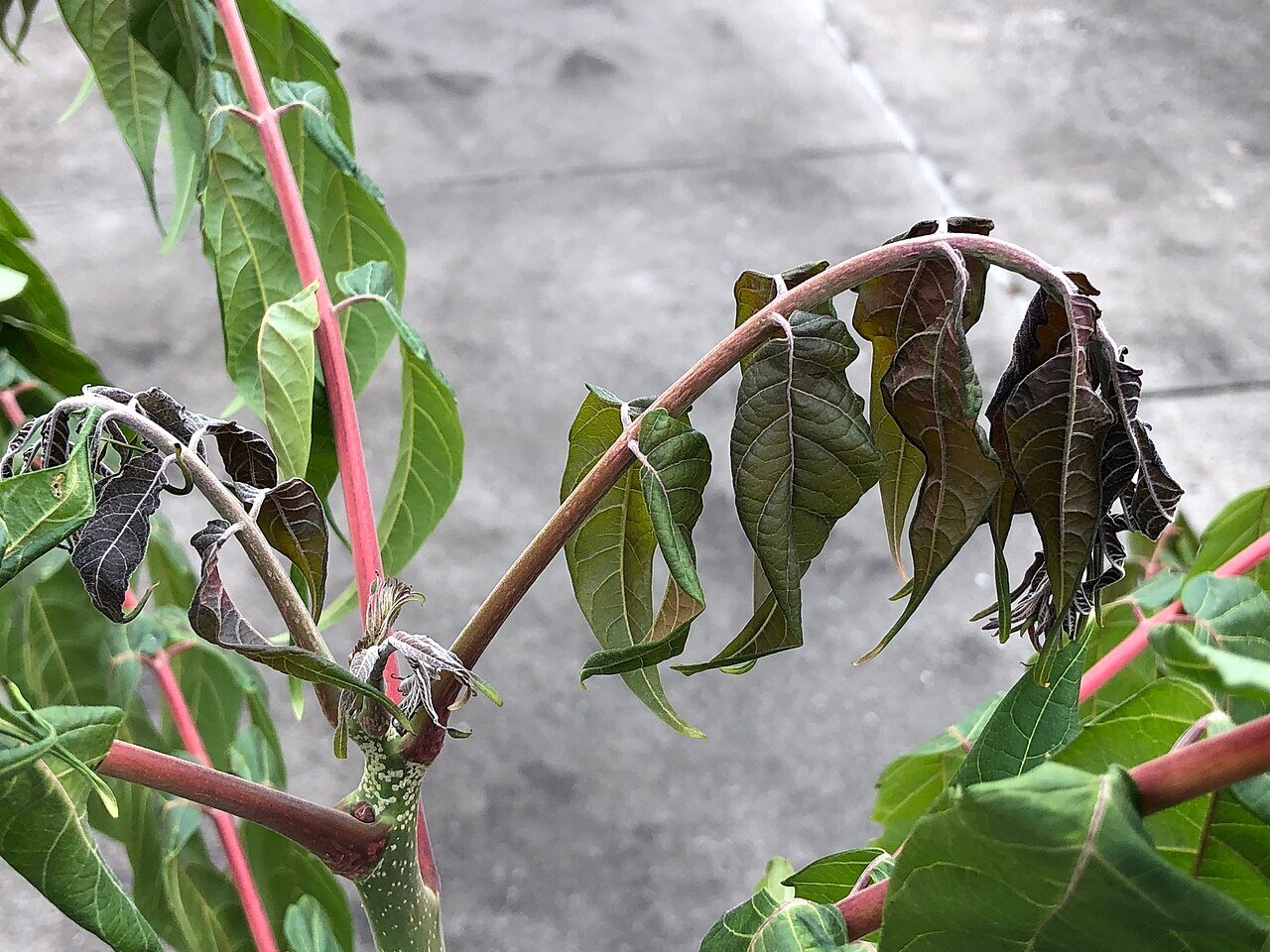 blackened and wilted leaves damaged by a spring frost