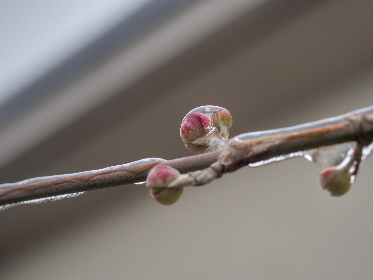 frozen buds on a tree branch