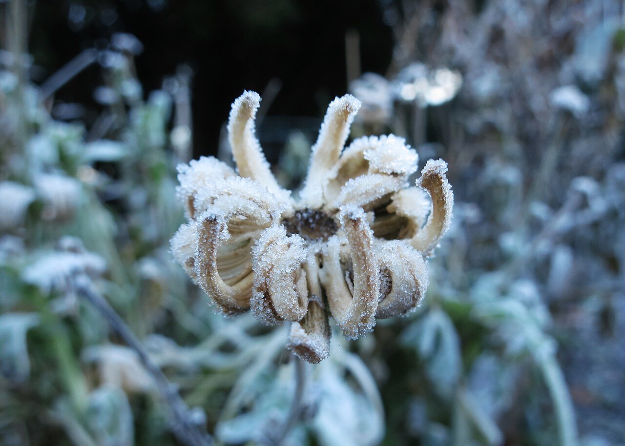 frozen bloom