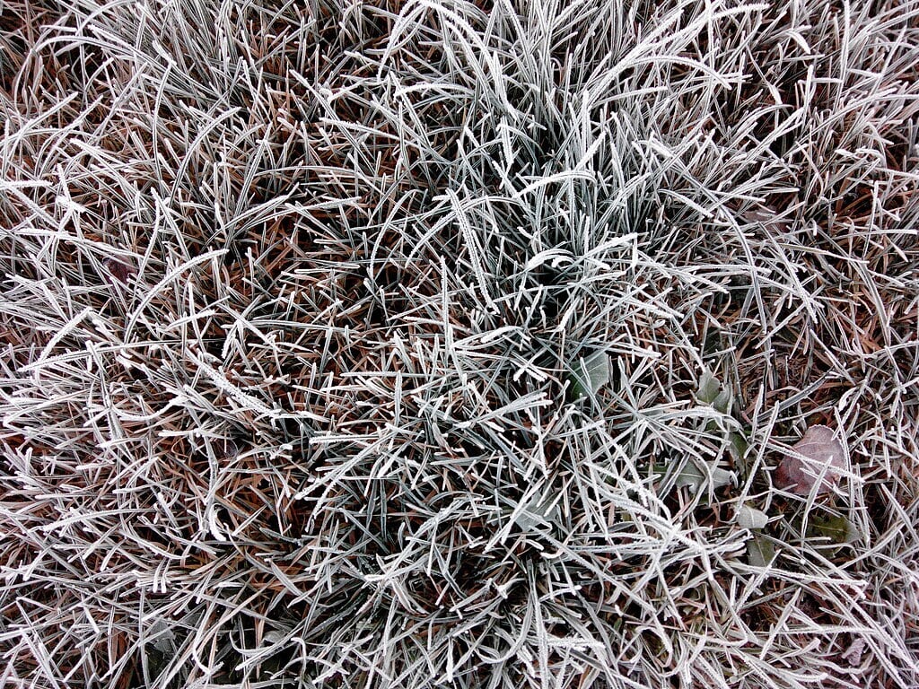 the first frost drives ticks into dormancy